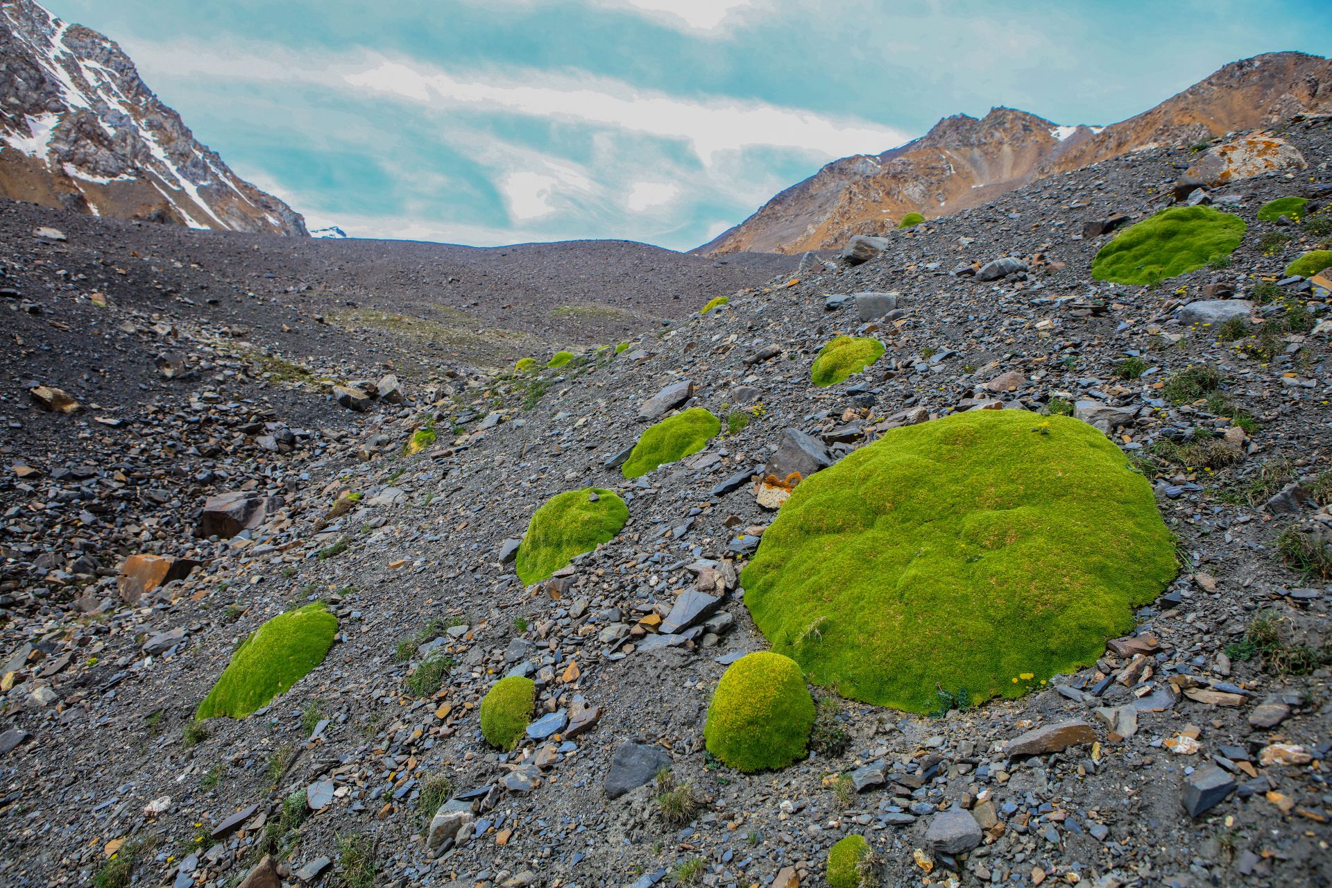 密生福禄草,俗名密生雪灵芝:多年生极紧密的垫状草本植物.