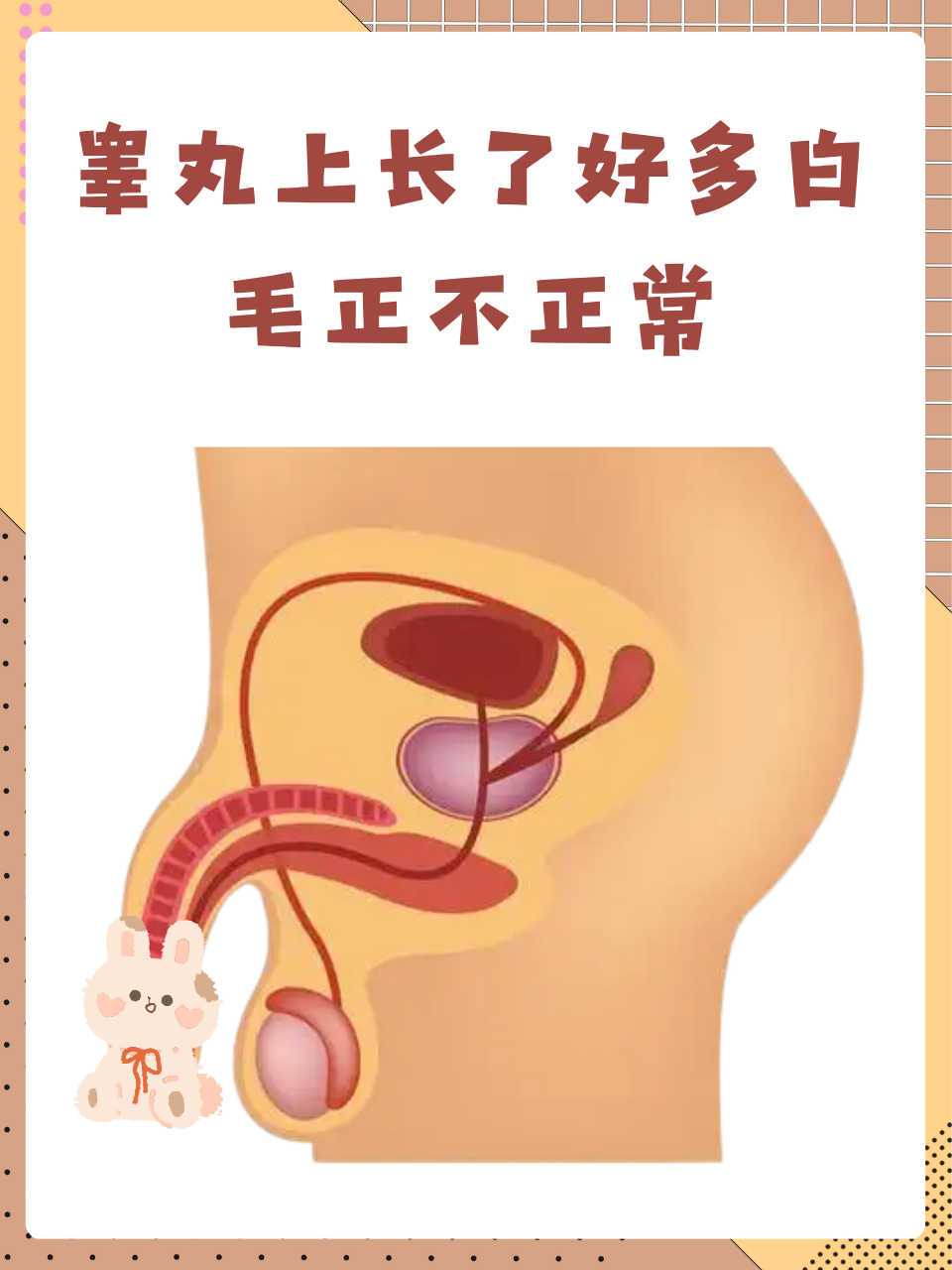 睾丸上长了好多白毛正不正常