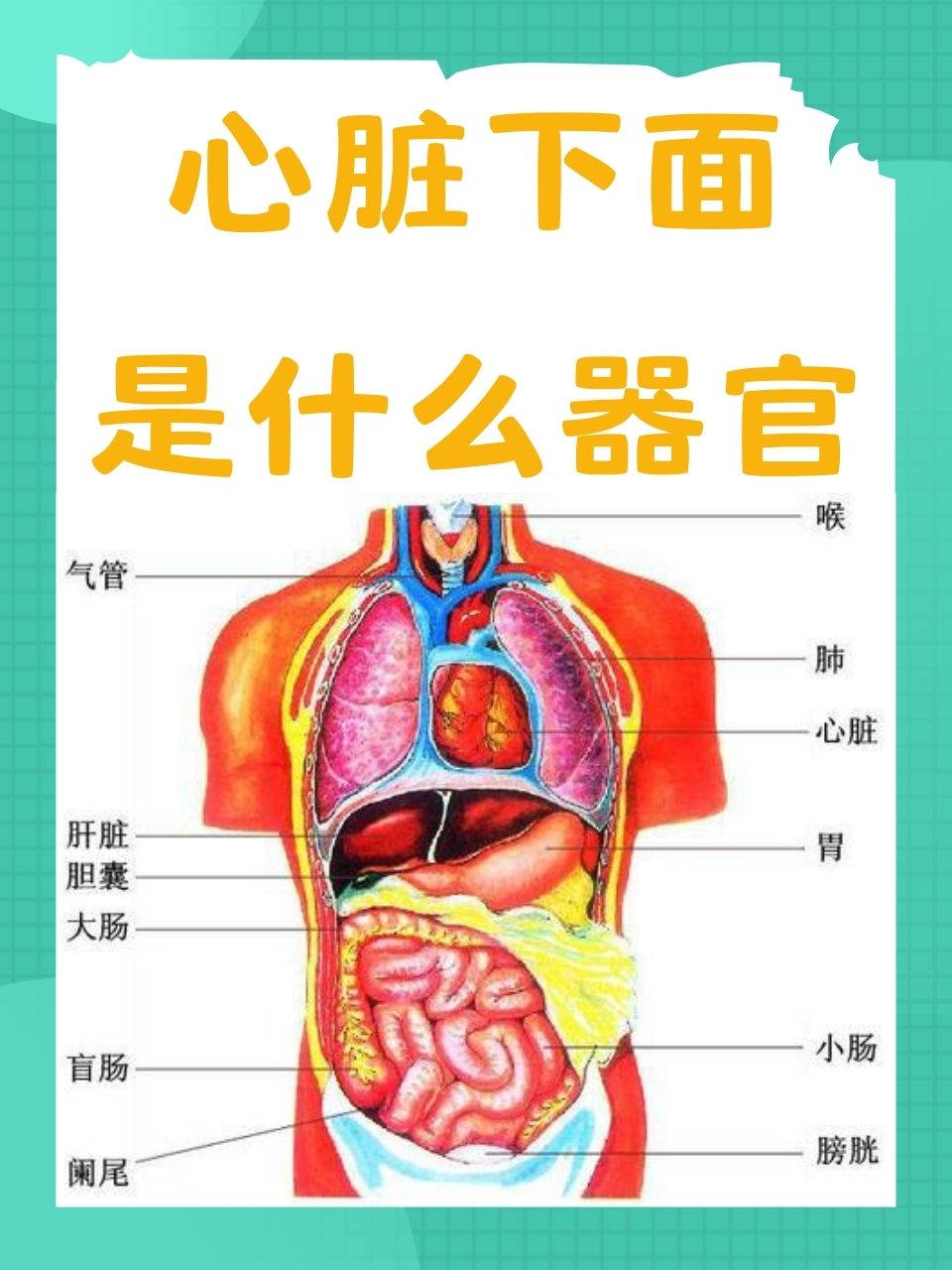 胸下方器官图片