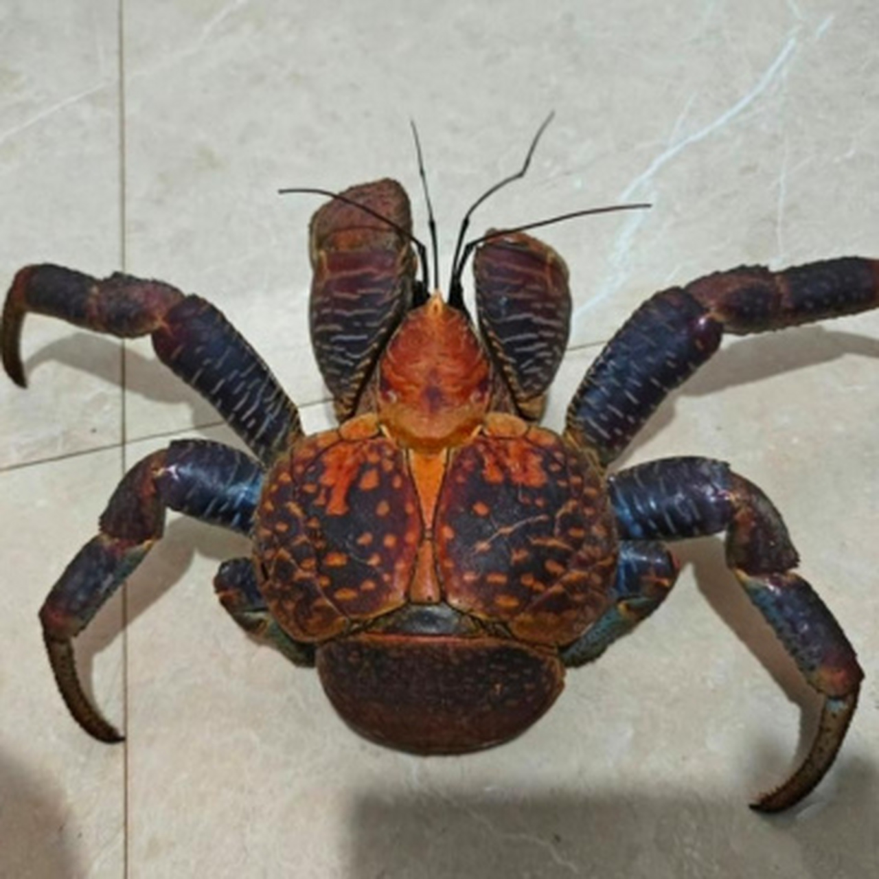 看到两只大螃蟹,横着身子,挥舞着大钳子,坚硬的壳像是精心打造的铠甲