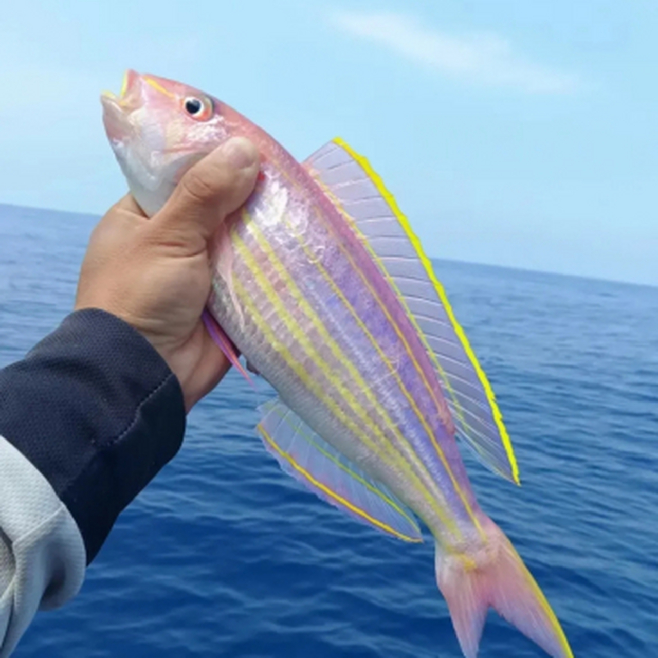 好漂亮的彩色鱼,彩色的鳞片闪闪发光,简直就是水下的时尚模特,它们