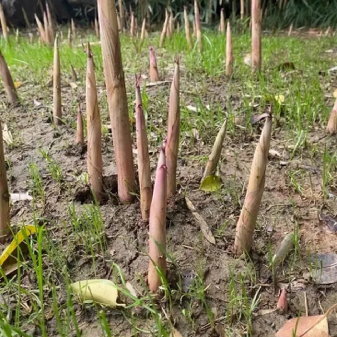 几天不见,园子里的竹笋,像是在举行疯狂生长大赛,感觉它们在地下商量