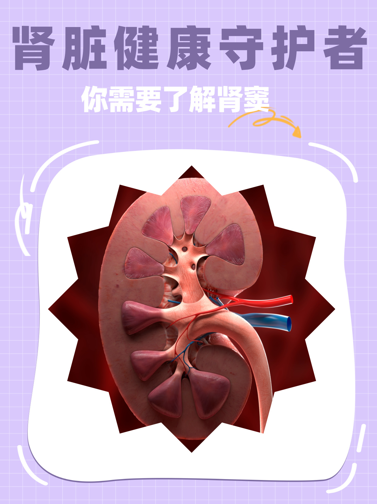 肾脏健康守护者,你需要了解肾窦 当我们谈到肾脏健康时,不得不提的就