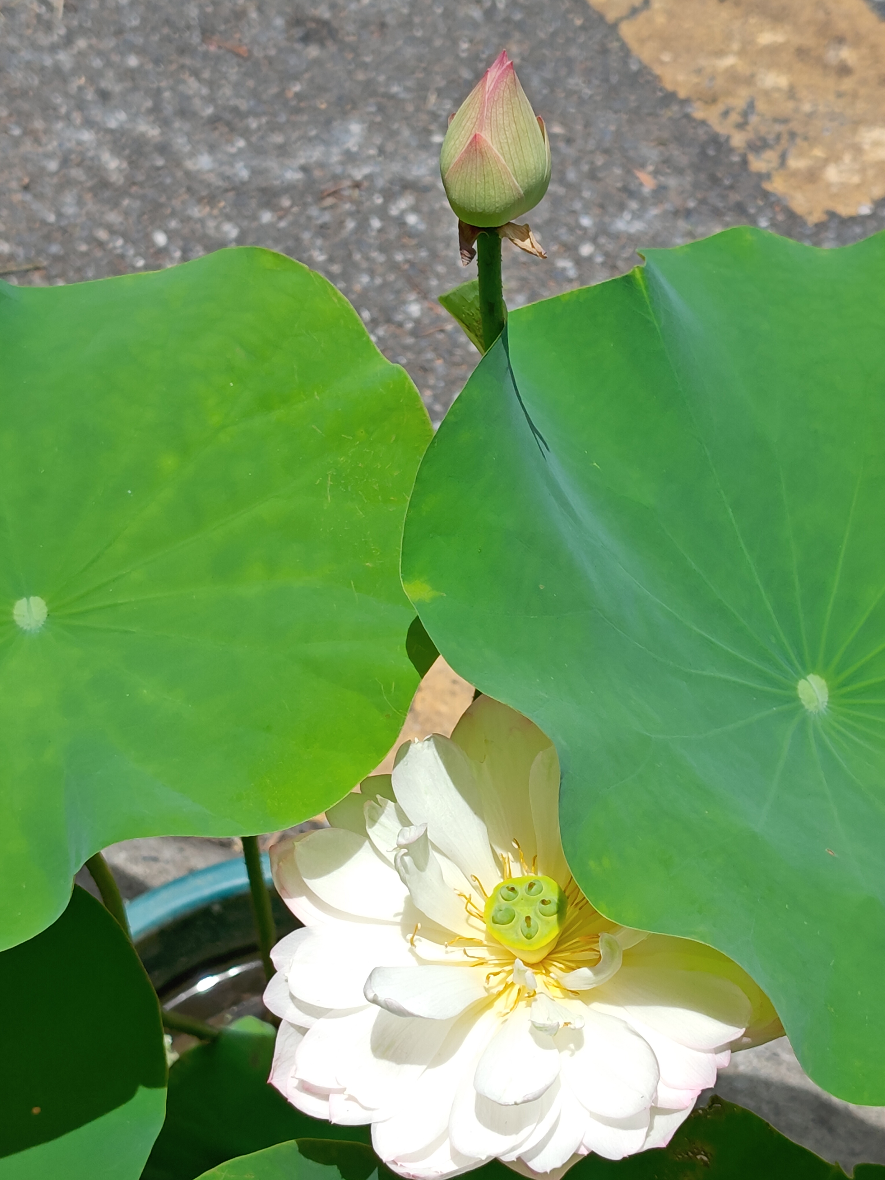 荷花盆栽,白莲花开得正好,有个小院子就很适合,即使真的很小的院子.