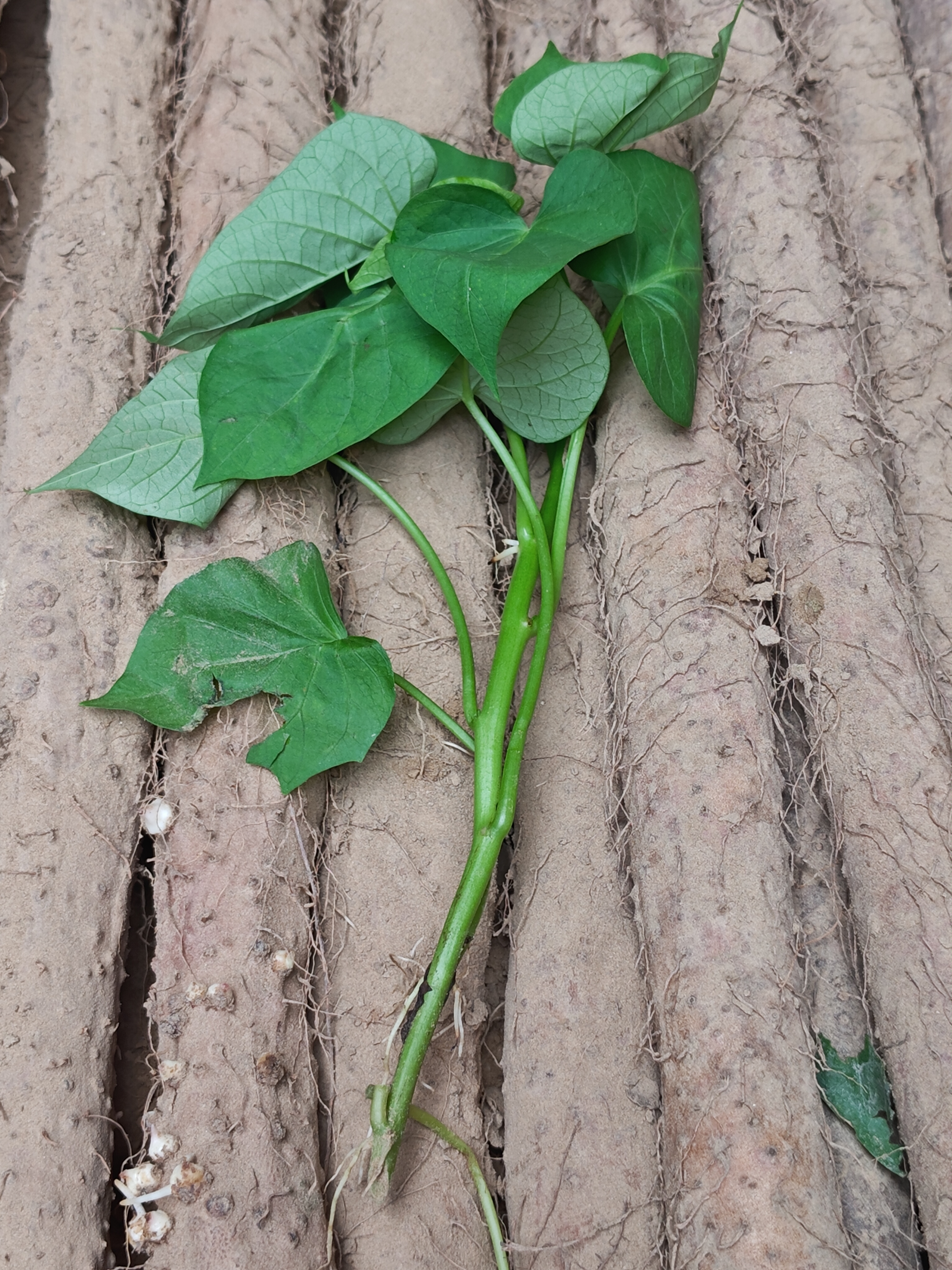 食用比例按六成算