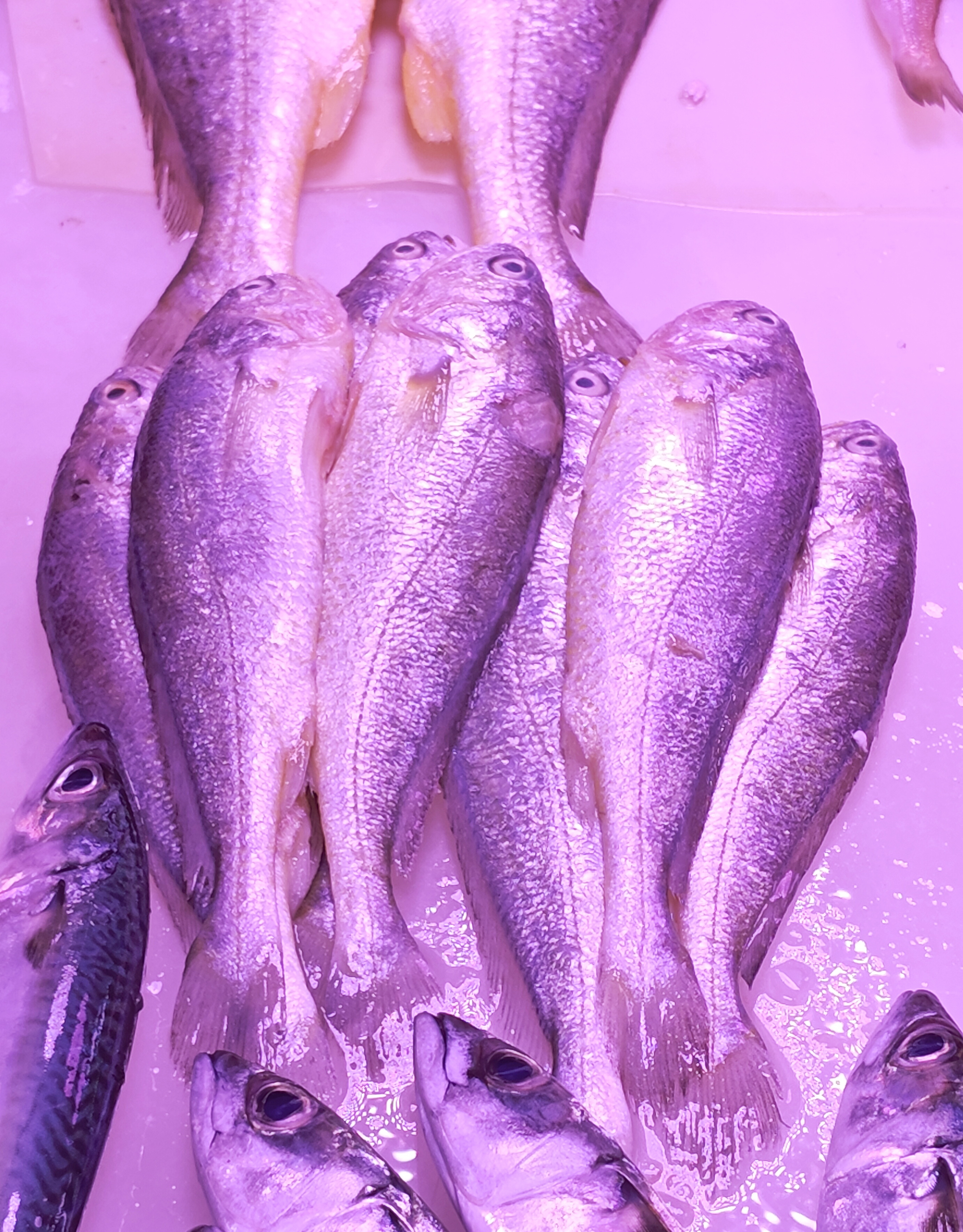 野生大黄鱼,南海的,叫黄花鱼,但.@市场博物的动态