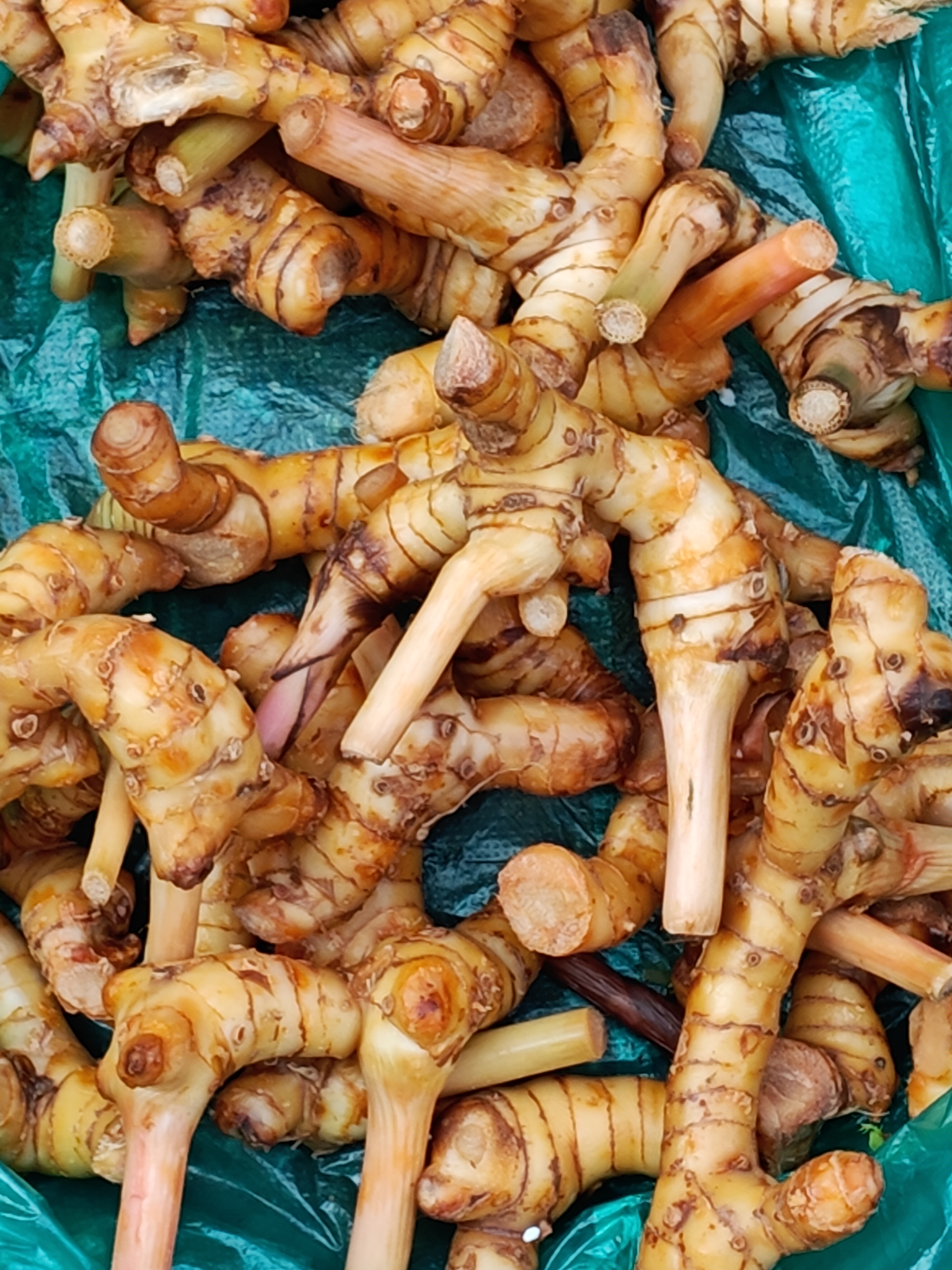 南姜(大高良姜/alpinia galanga?