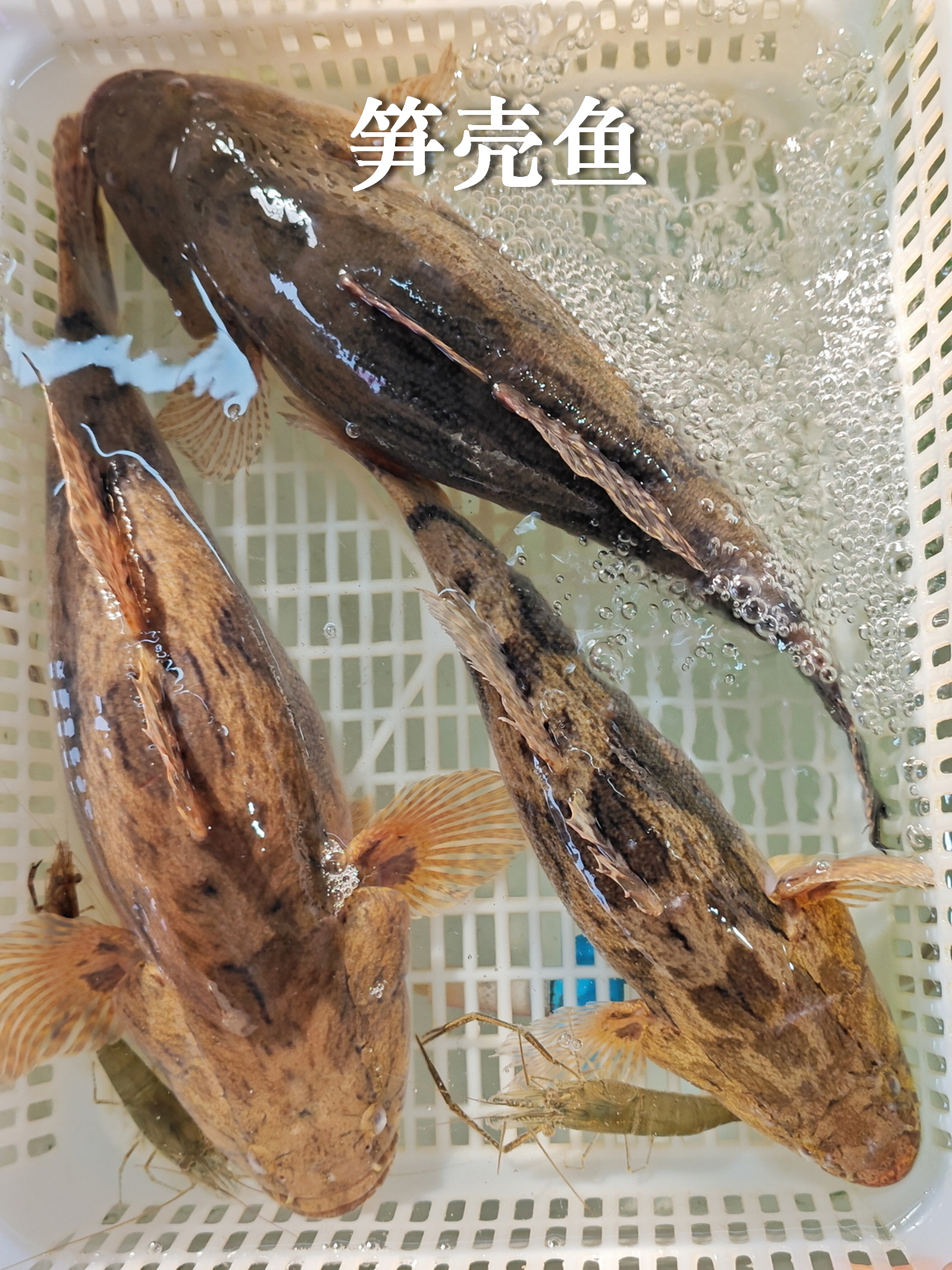 广州沙园一点海鲜记录