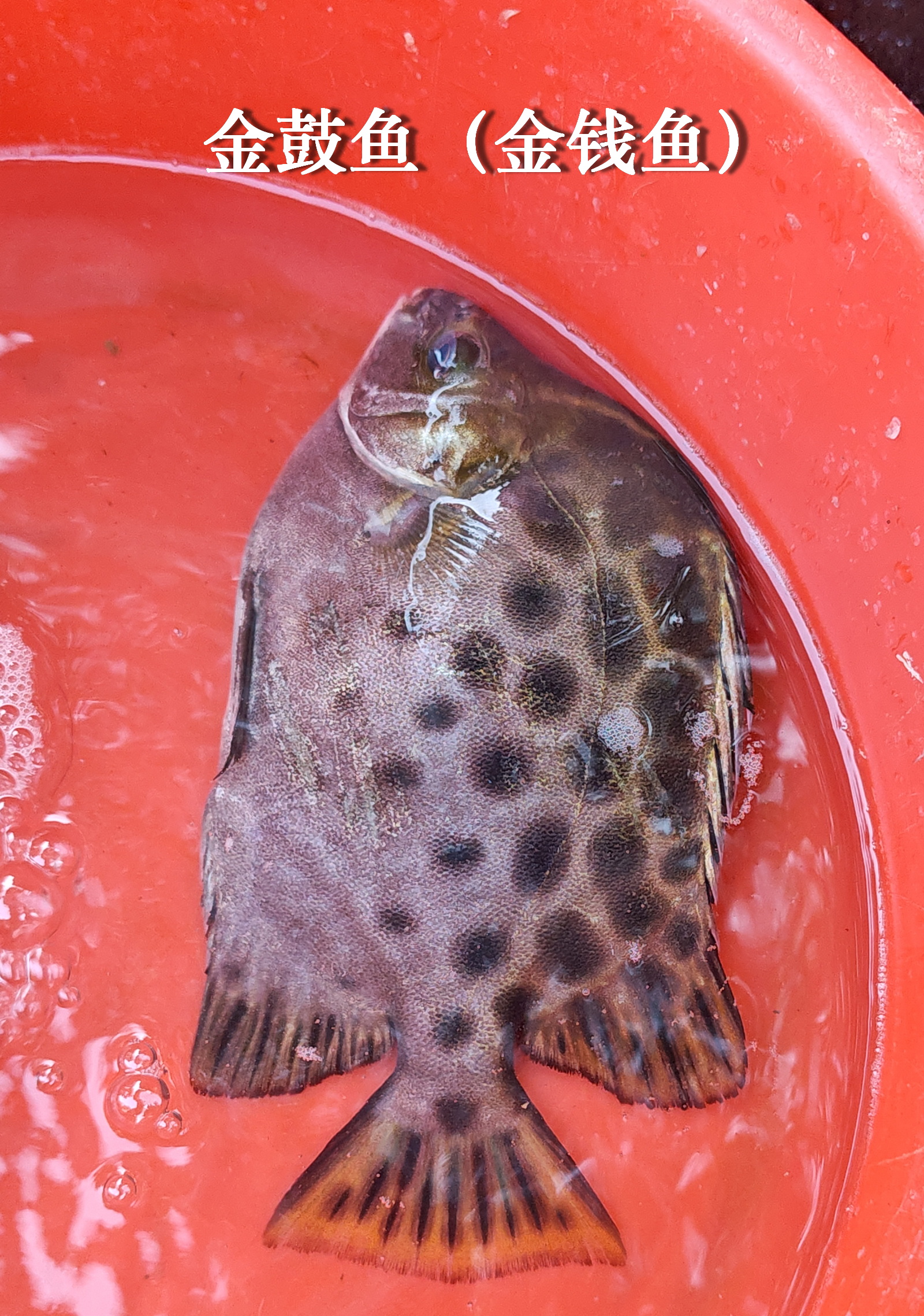 ,凡本港野生的,都是活力不足,不知道为什么,这种我敢下