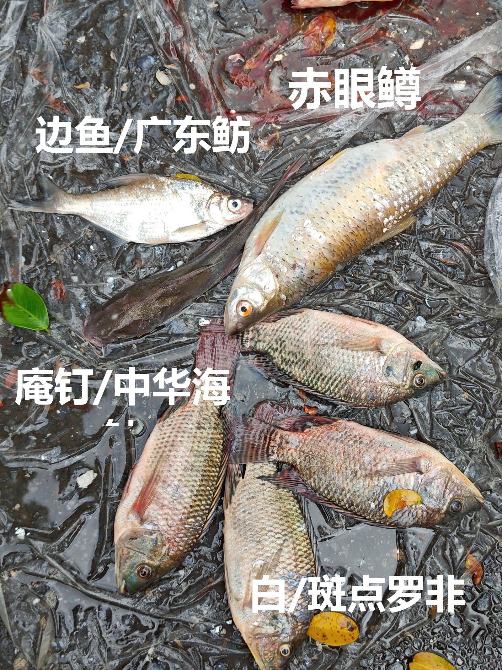 今天看到来自海鸥岛的鱼都有白/斑点罗非