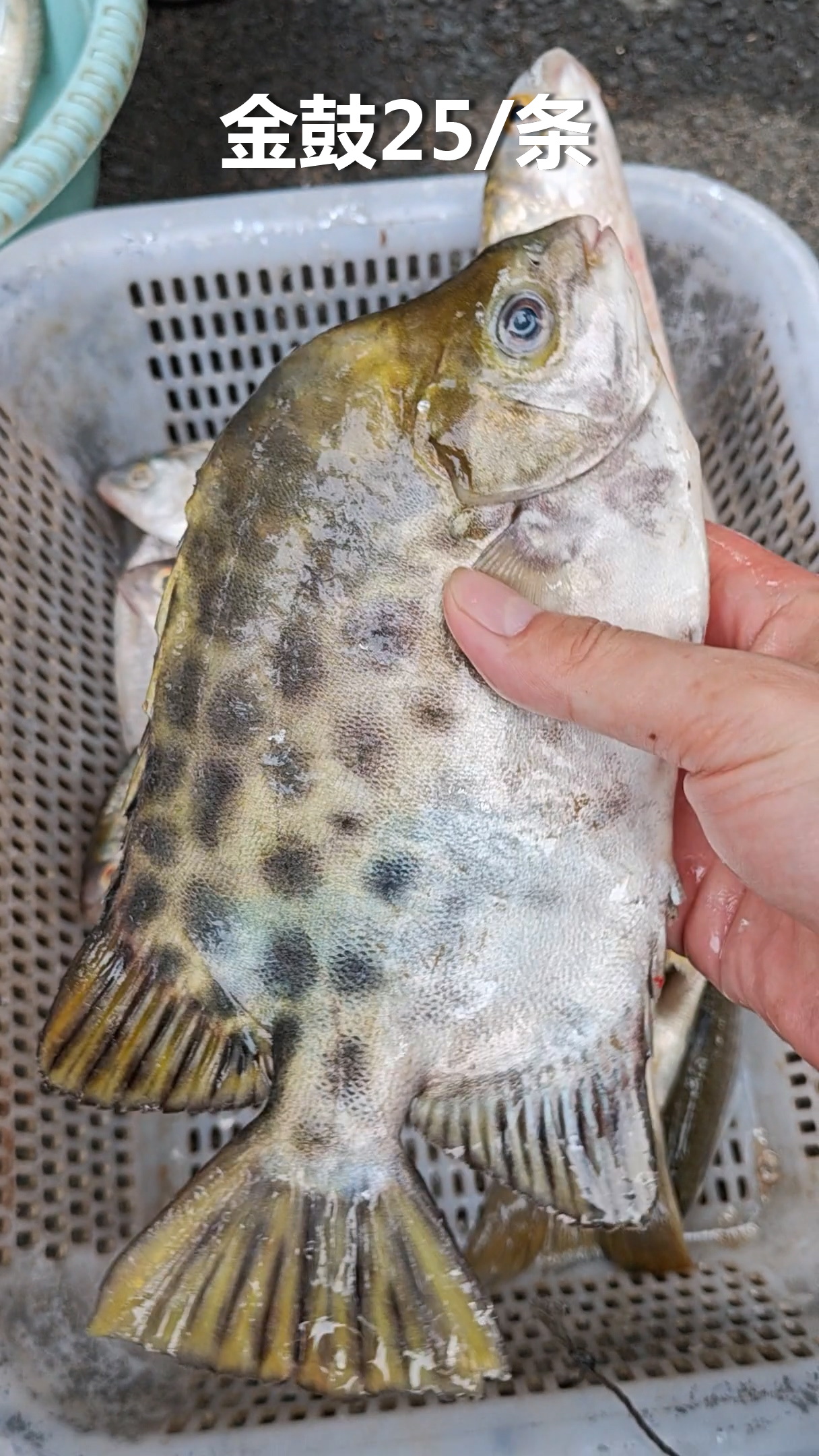 15一斤小白鲳滚汤,好多四十几的笋壳仔太多.大鱼有金鼓和黄鲚