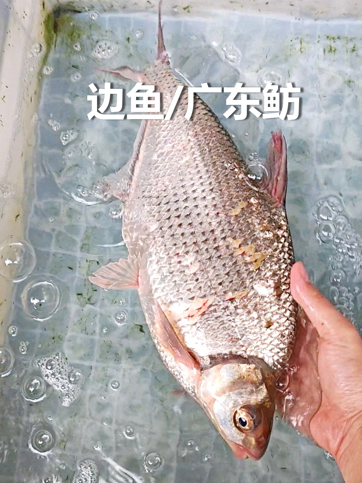 广东鲂产卵季节是3