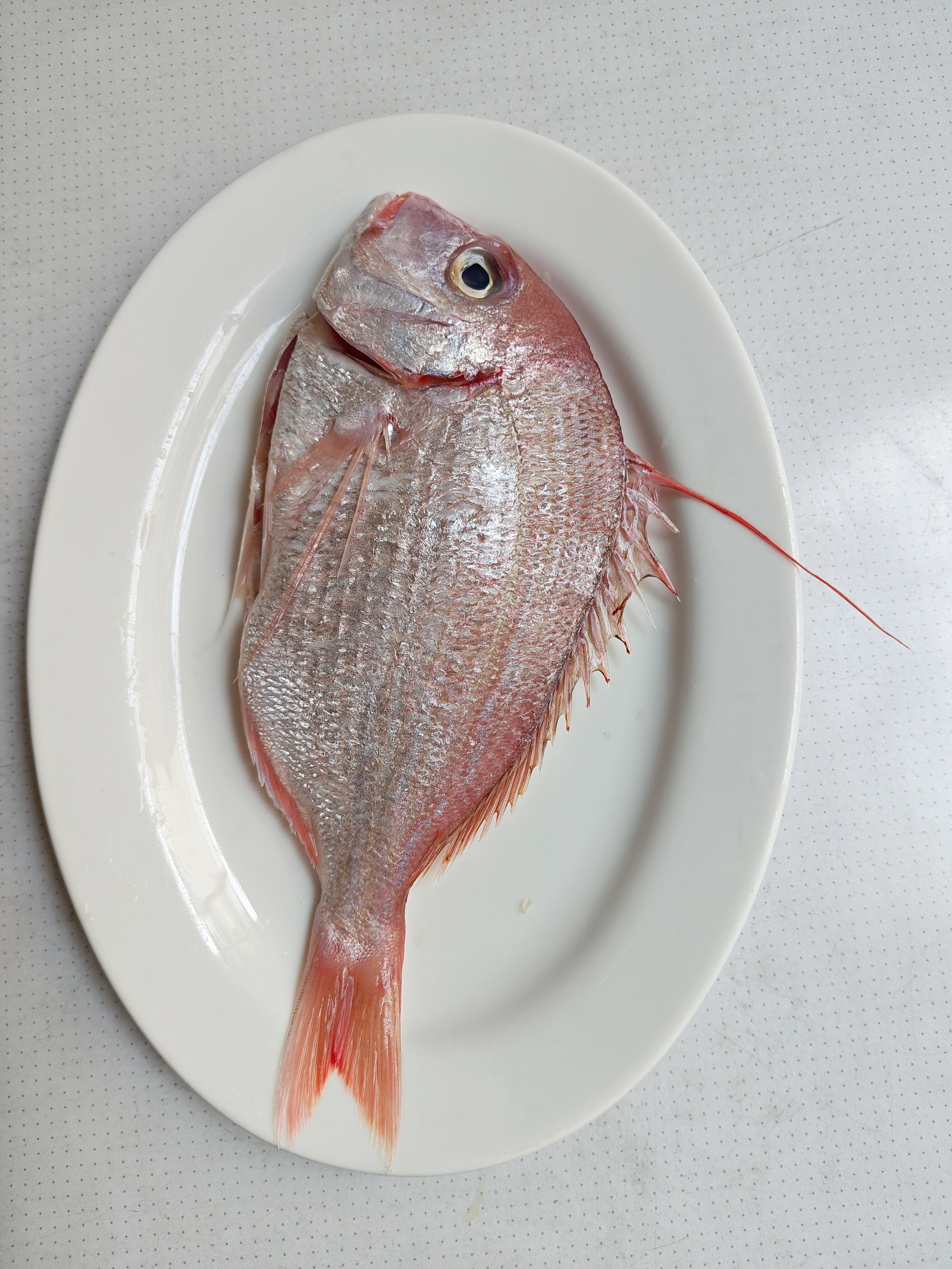 红鱲是好鱼,肉很嫩滑,有正鲷科的鱼香鱼油味,鲜甜度略逊于黄脚鱲,优于