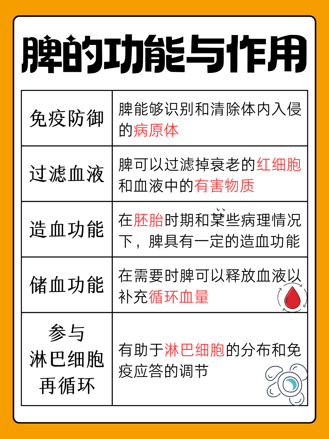 脾的功能与作用有哪些 脾是人体重要的器官之一,在身体的多个生理过程