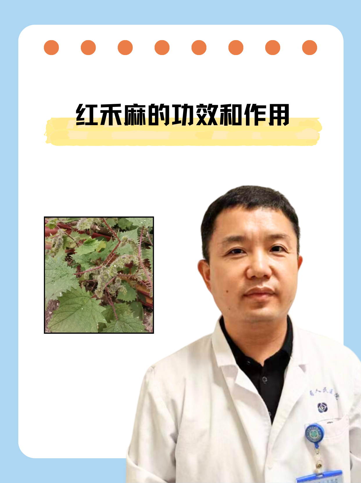 红禾麻的功效和作用 红禾麻不仅有着鲜亮的绿色叶片和独特的红色茎秆