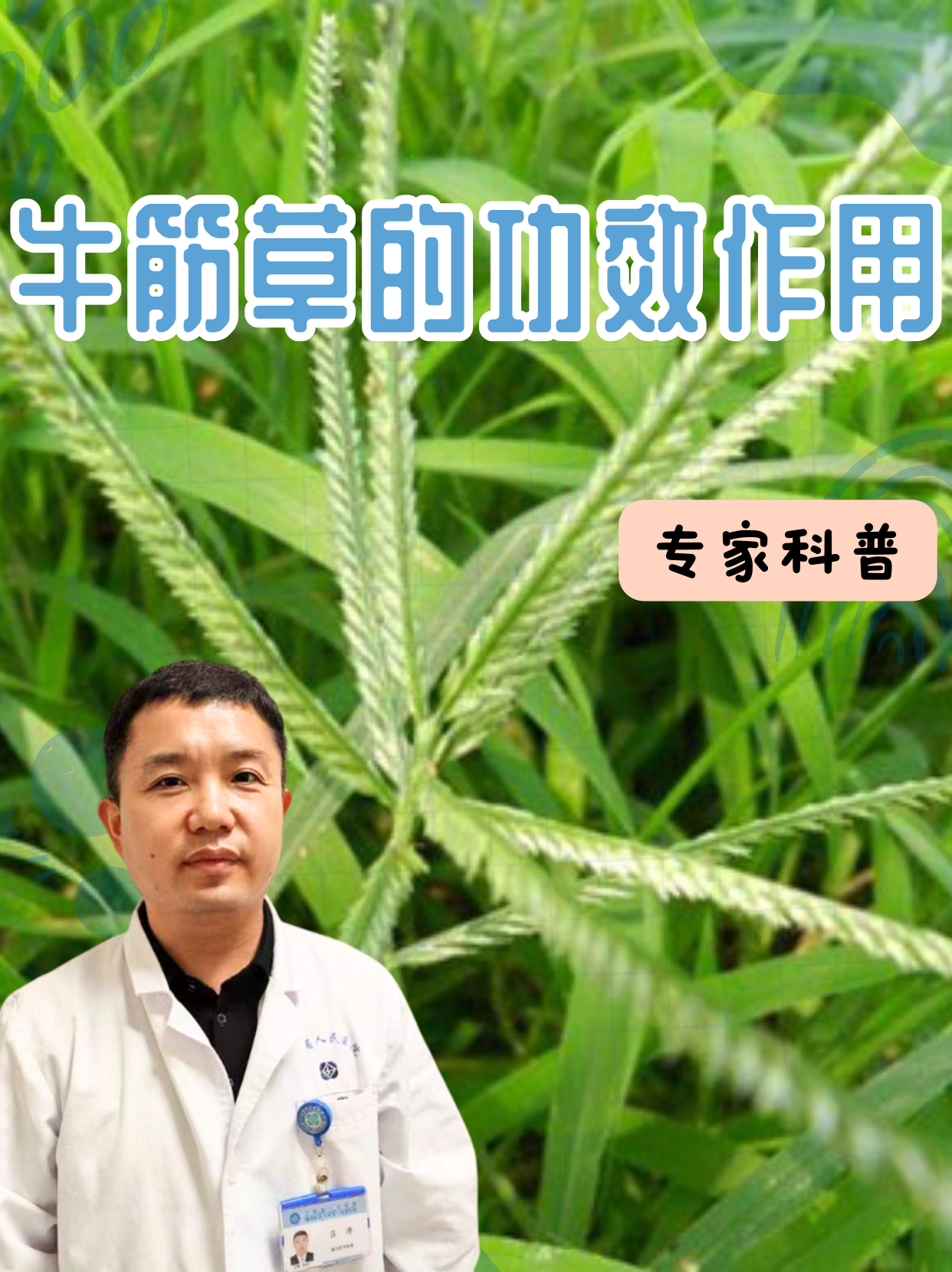 牛心草的功效图片