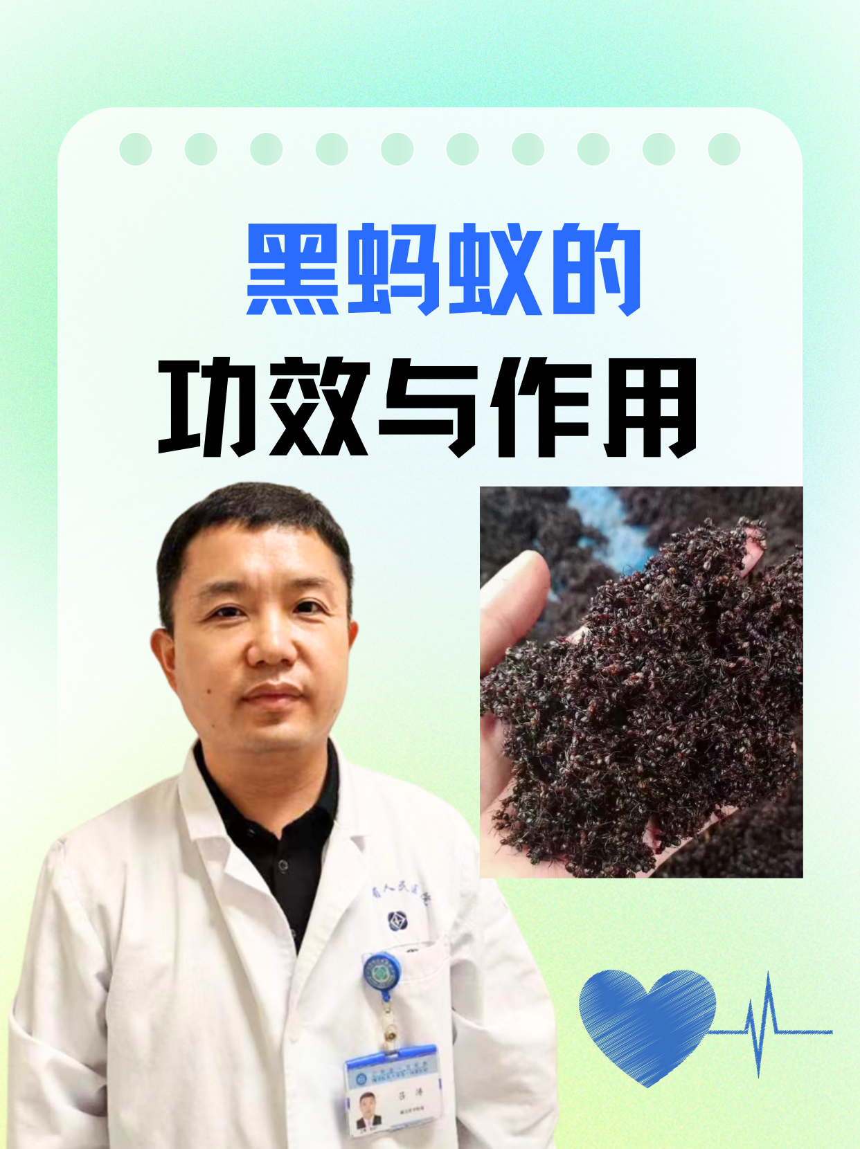 黑蚂蚁的功效与作用图片