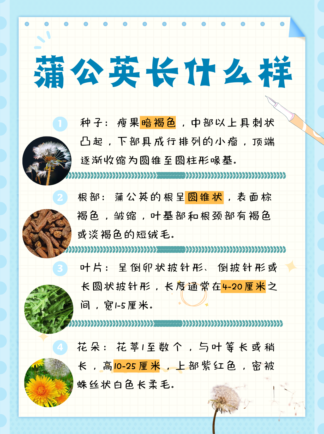 蒲公英图解各个部位蒲公英几点开花我的植物朋友观察日记蒲公英蒲公英