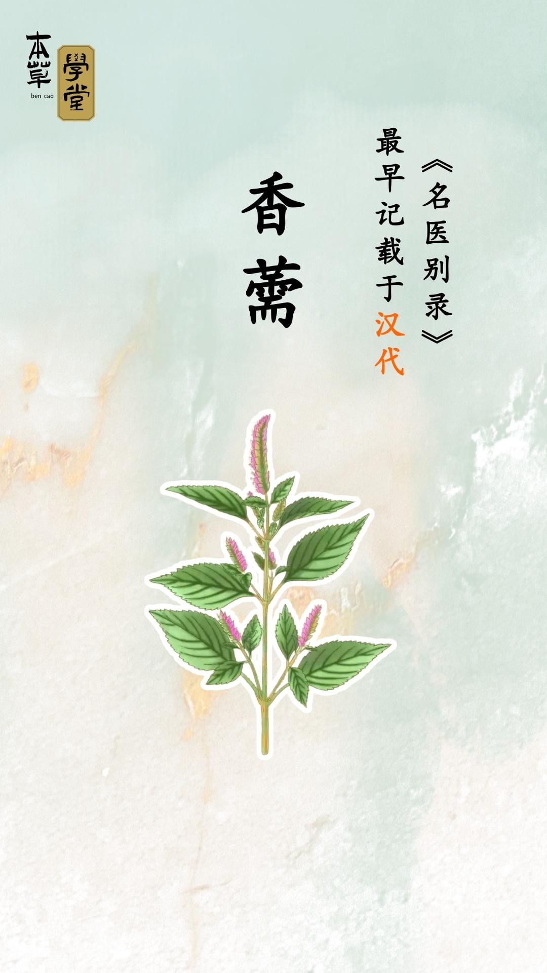 —香薷
