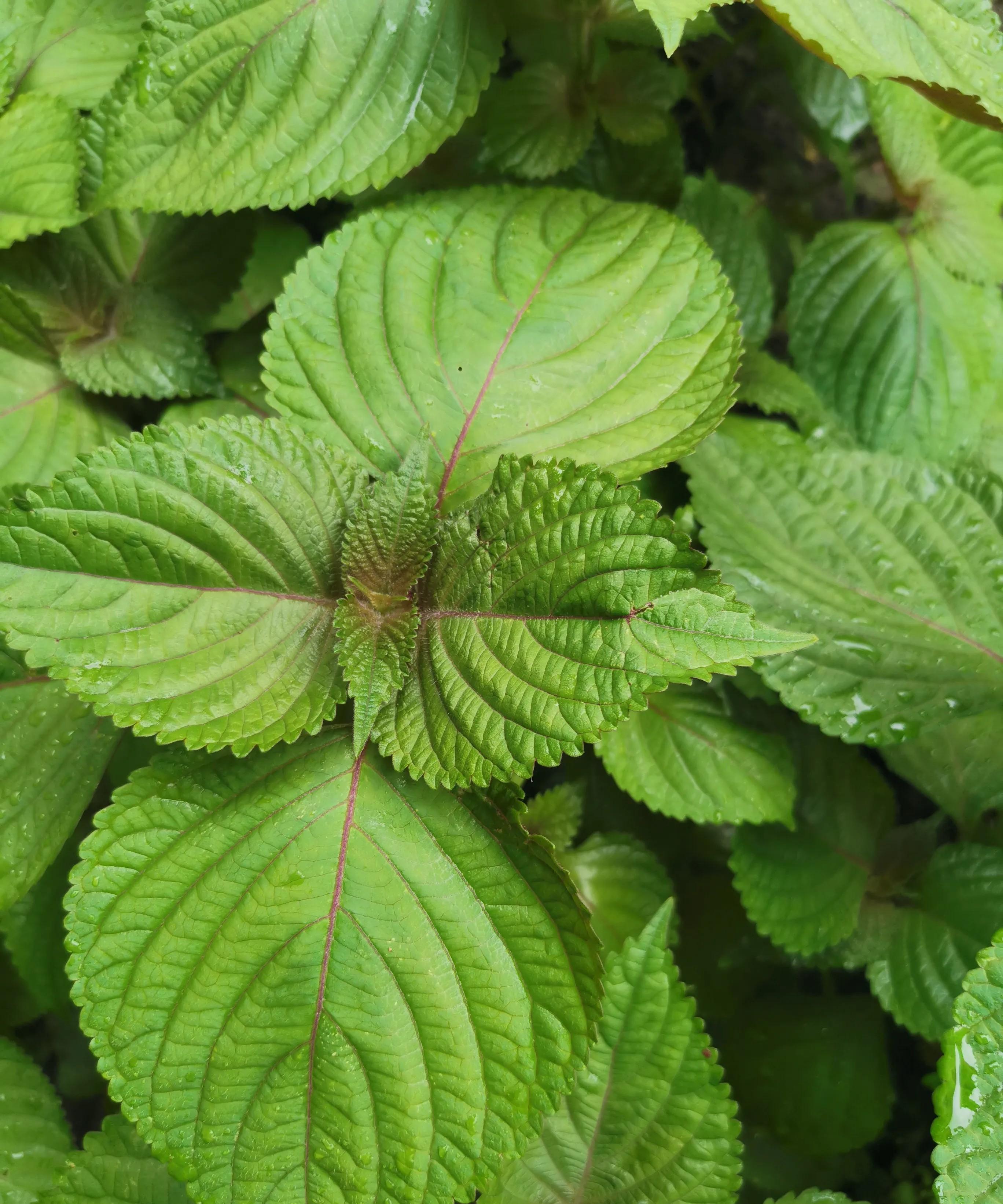 坐在韩式料理店里,用一片香气扑鼻的紫苏叶包着烤肉吃,这叶子正面青绿