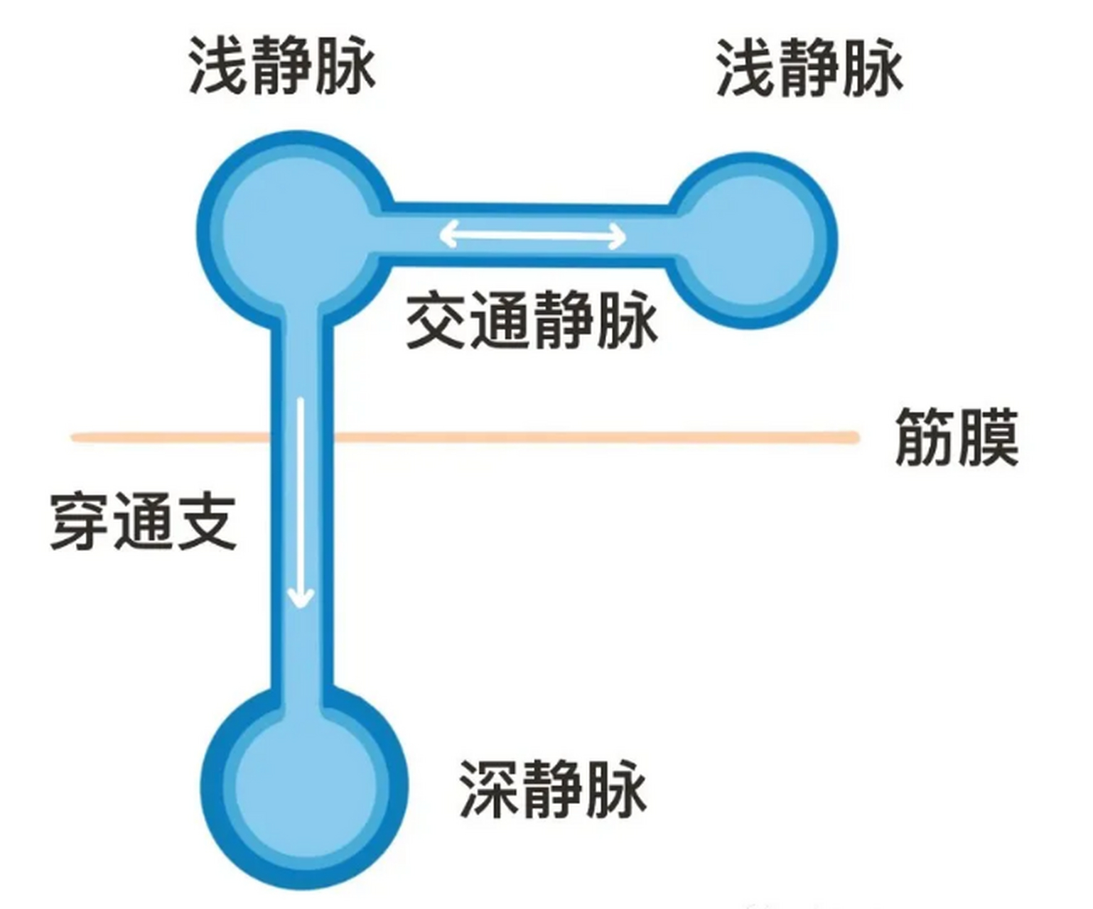 网状脉和平行脉的图片图片