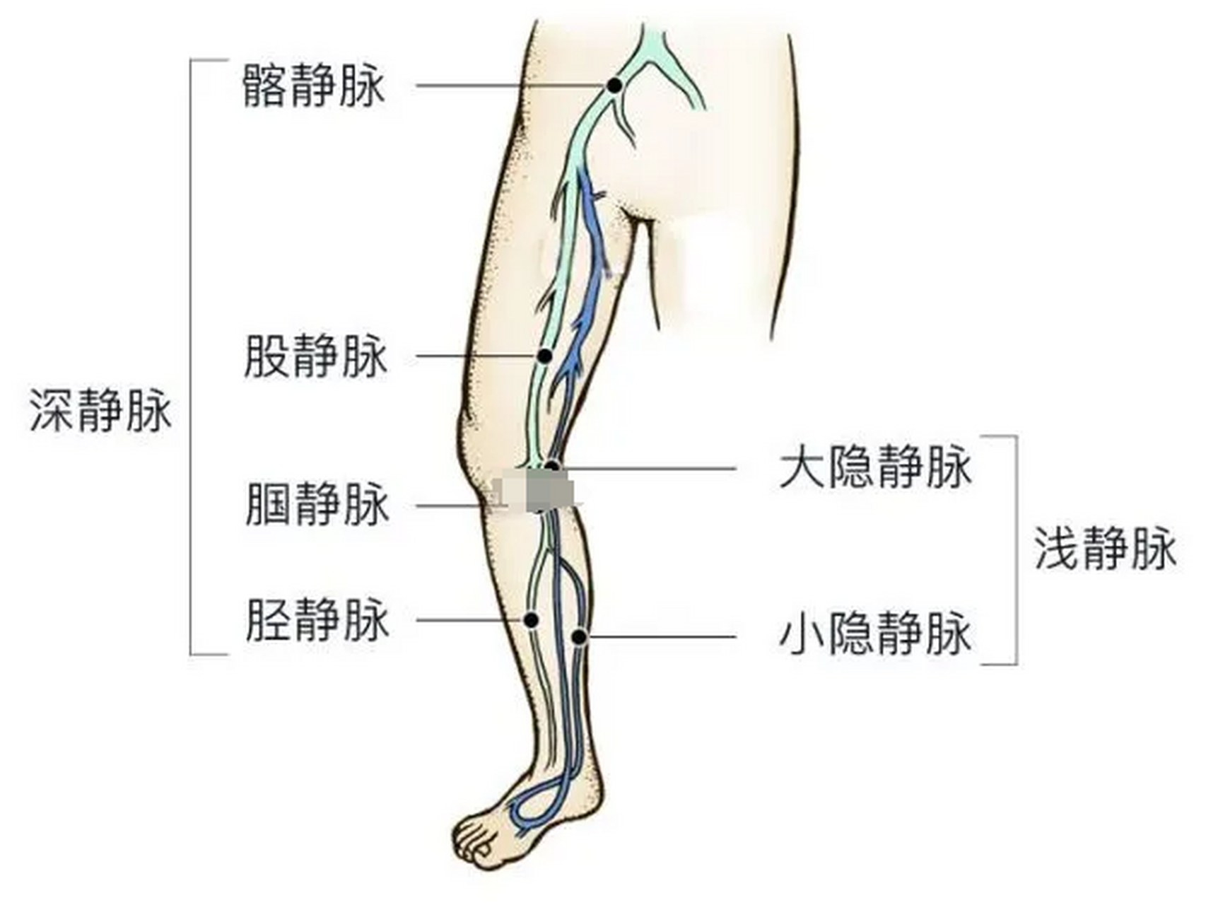 三种血管的示意图图片