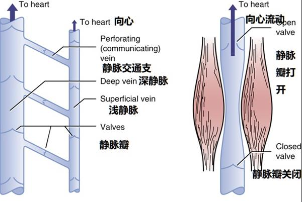 股静脉走行解剖图图片