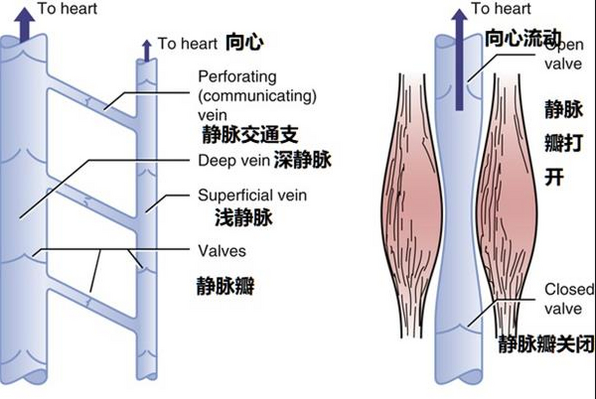 小叶下静脉图片