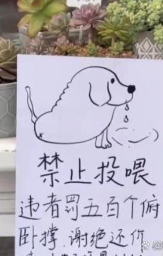 由于店长养的狗子,最近被疯狂投喂,胖了七八斤,于是店长无情的贴出了