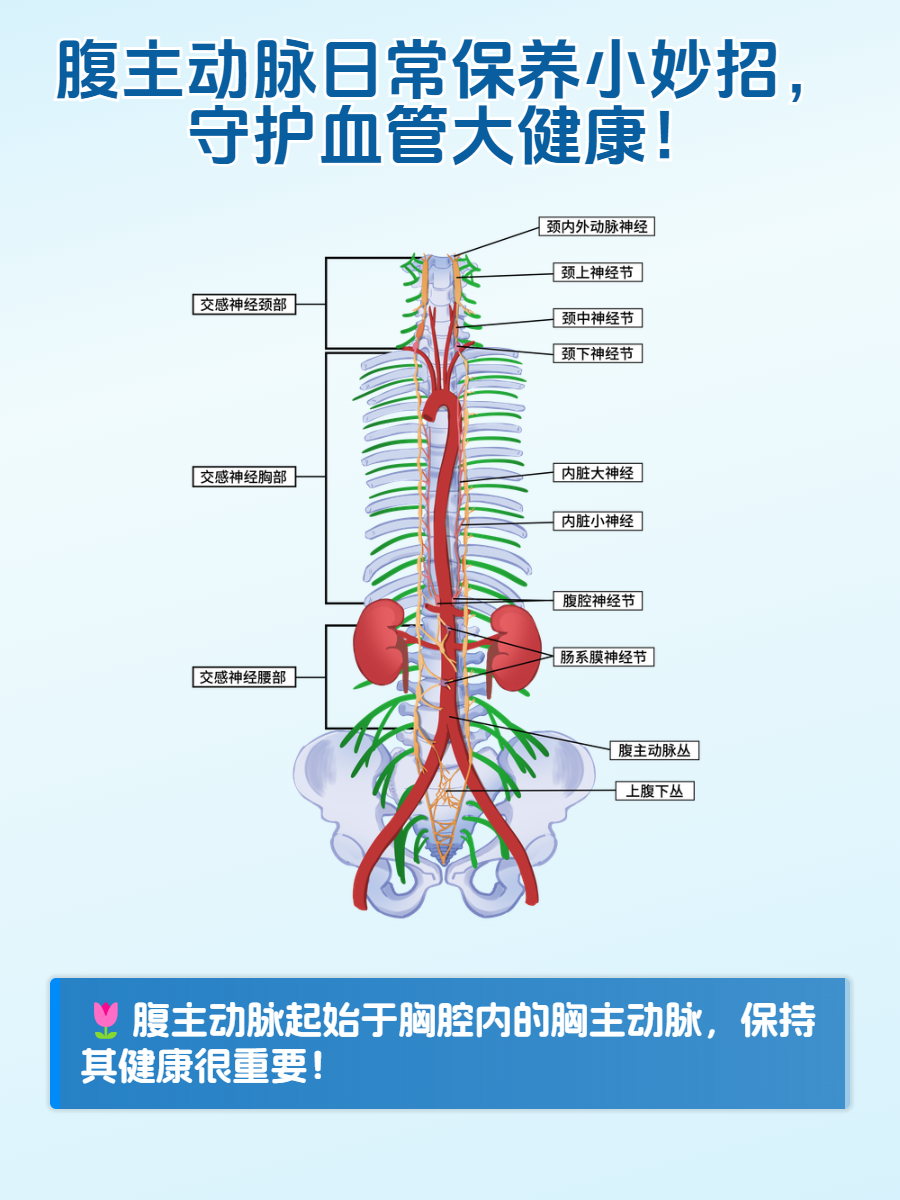 主动脉走行图图片