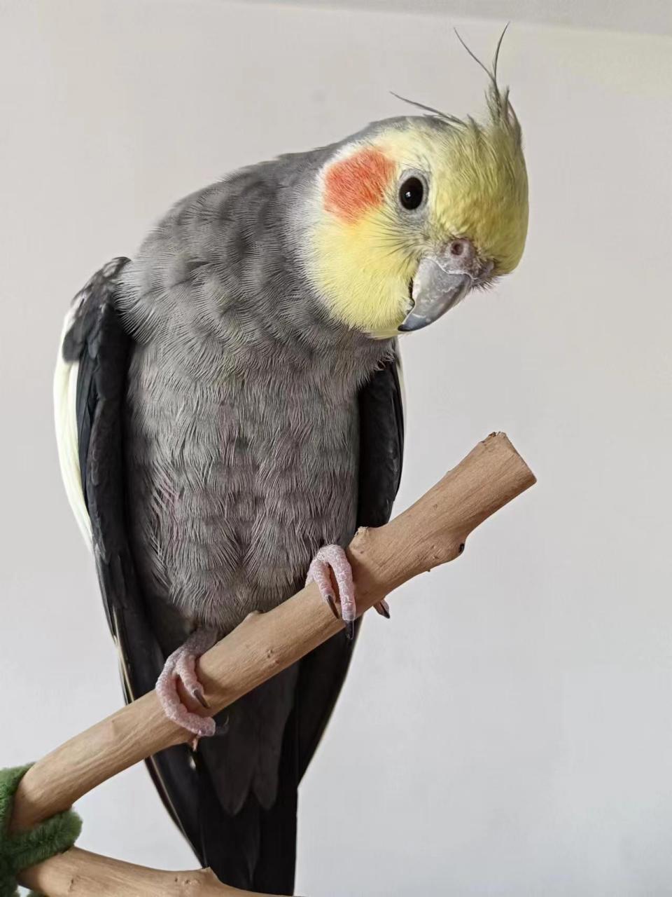 有一种美好叫辽宁##辽宁好网民守法好公民#【雄性玄凤鹦鹉飞丢主人急