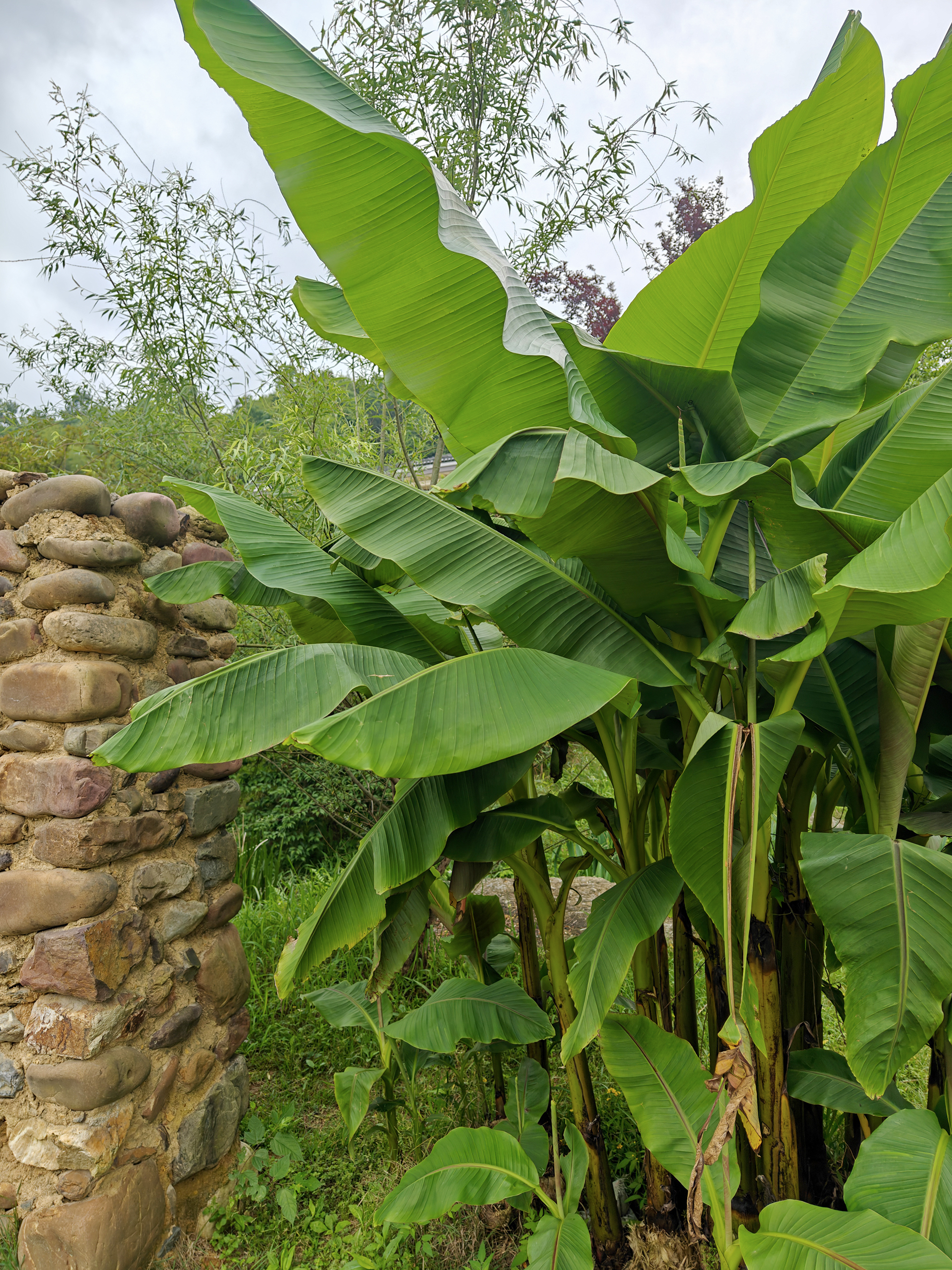 动态连更挑战   芭蕉树  芭蕉树的园林应用 芭蕉树原产于亚洲的却带