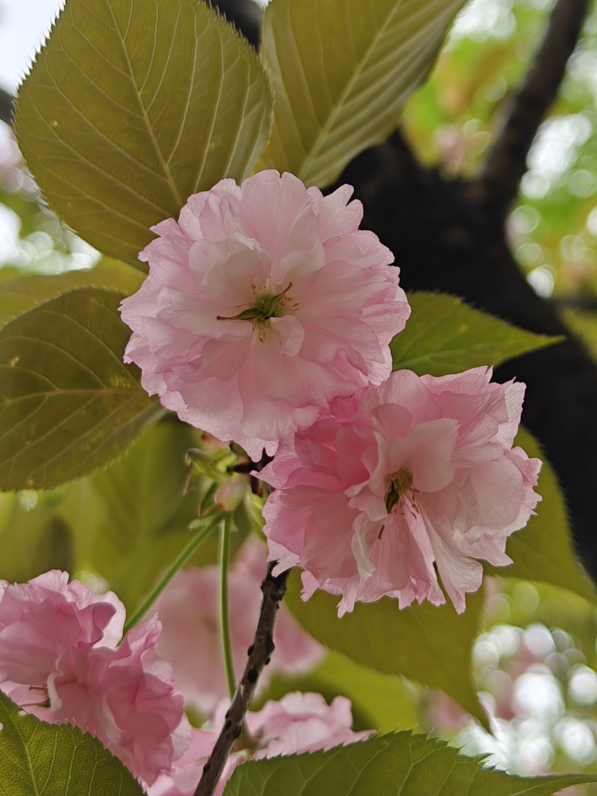 动态连更挑战# #樱花# 樱花是先开花还是先长叶 一般来说樱花是先