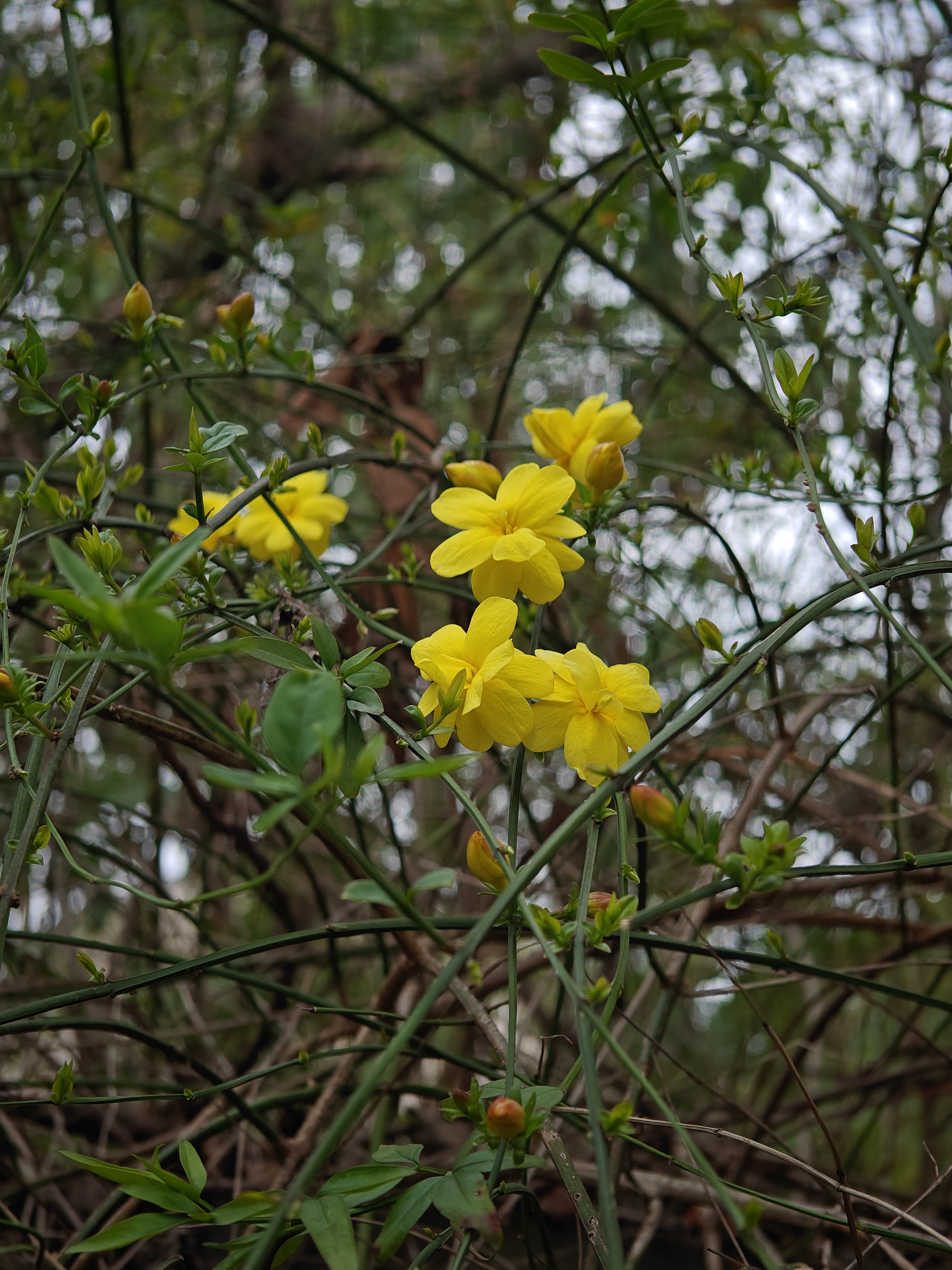 在北方,迎春花通常比梅花开得早