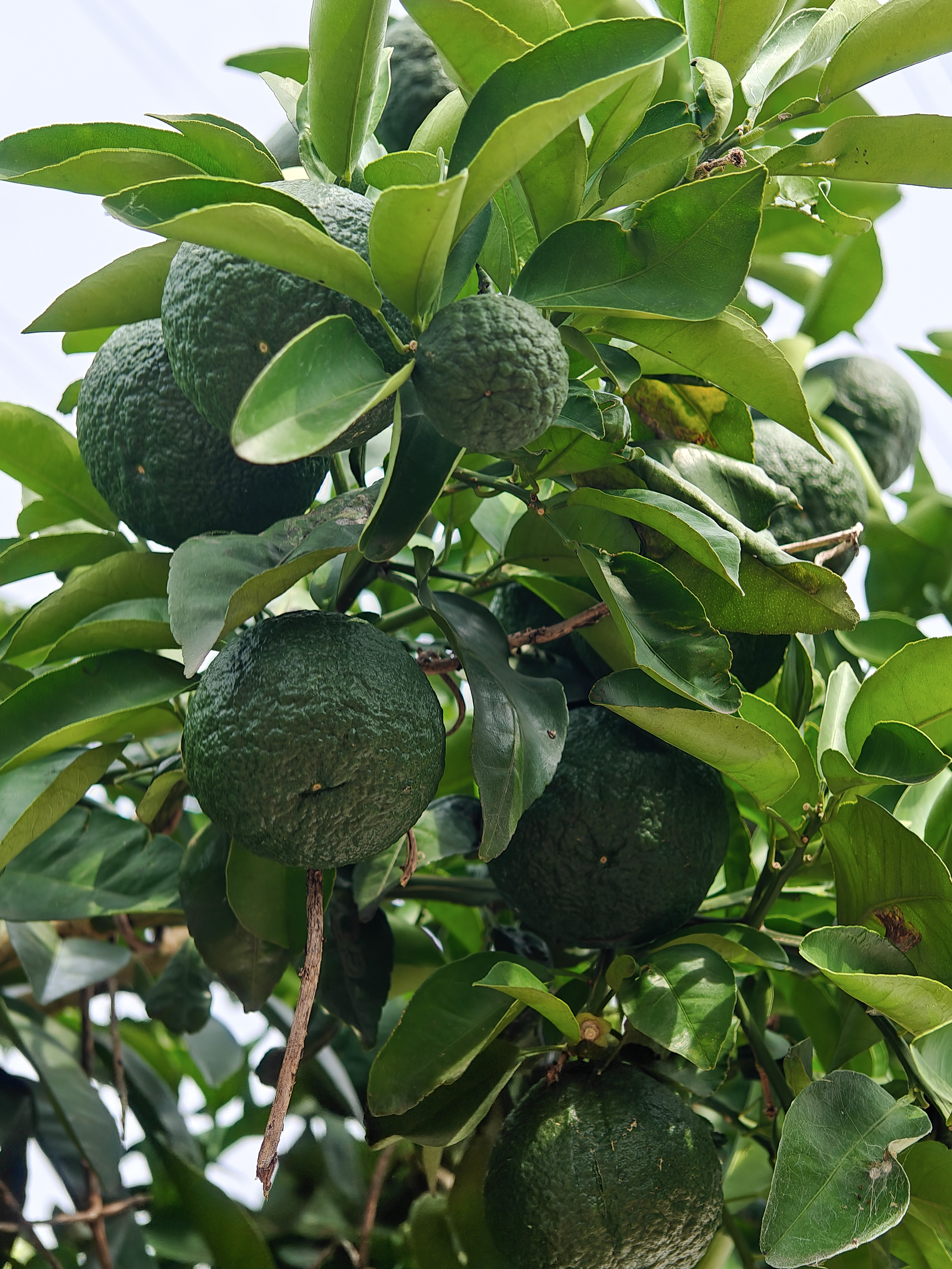 酸橙作为芸香科柑橘属常绿乔木,因其树形优美,叶片浓