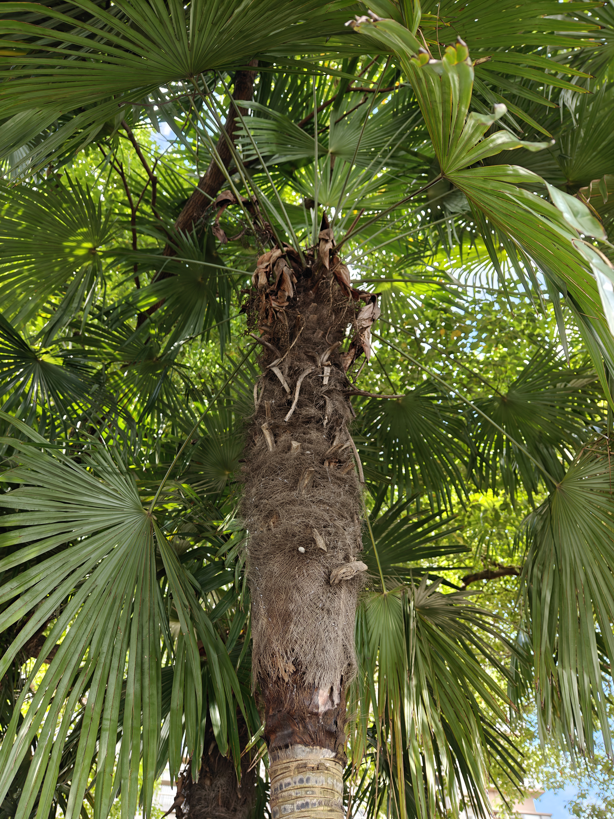 棕榈树# 棕榈树是草本还是木本 1 植物学分类基础