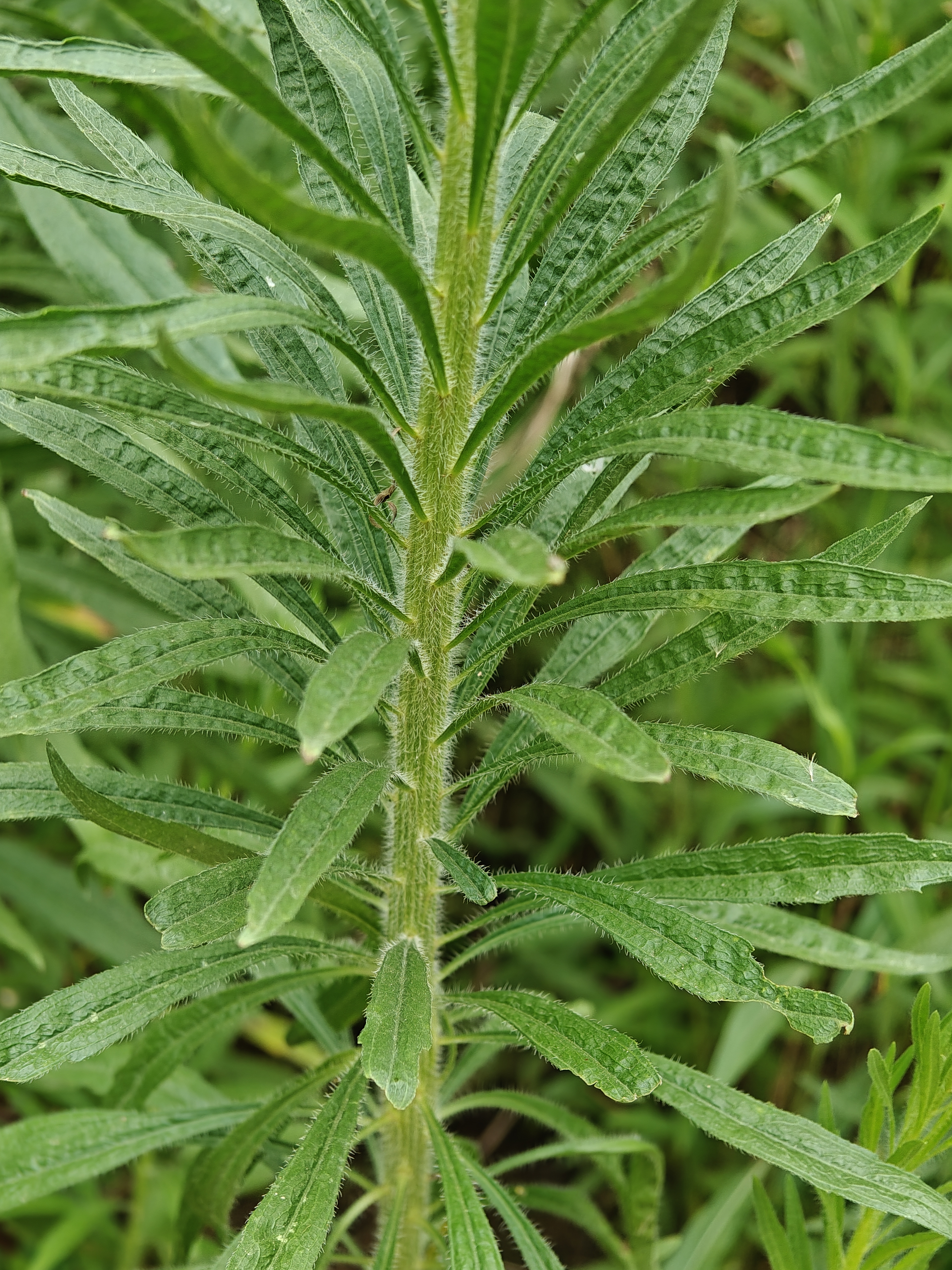 小蓬草为菊科飞蓬属一年生草本植物株高30