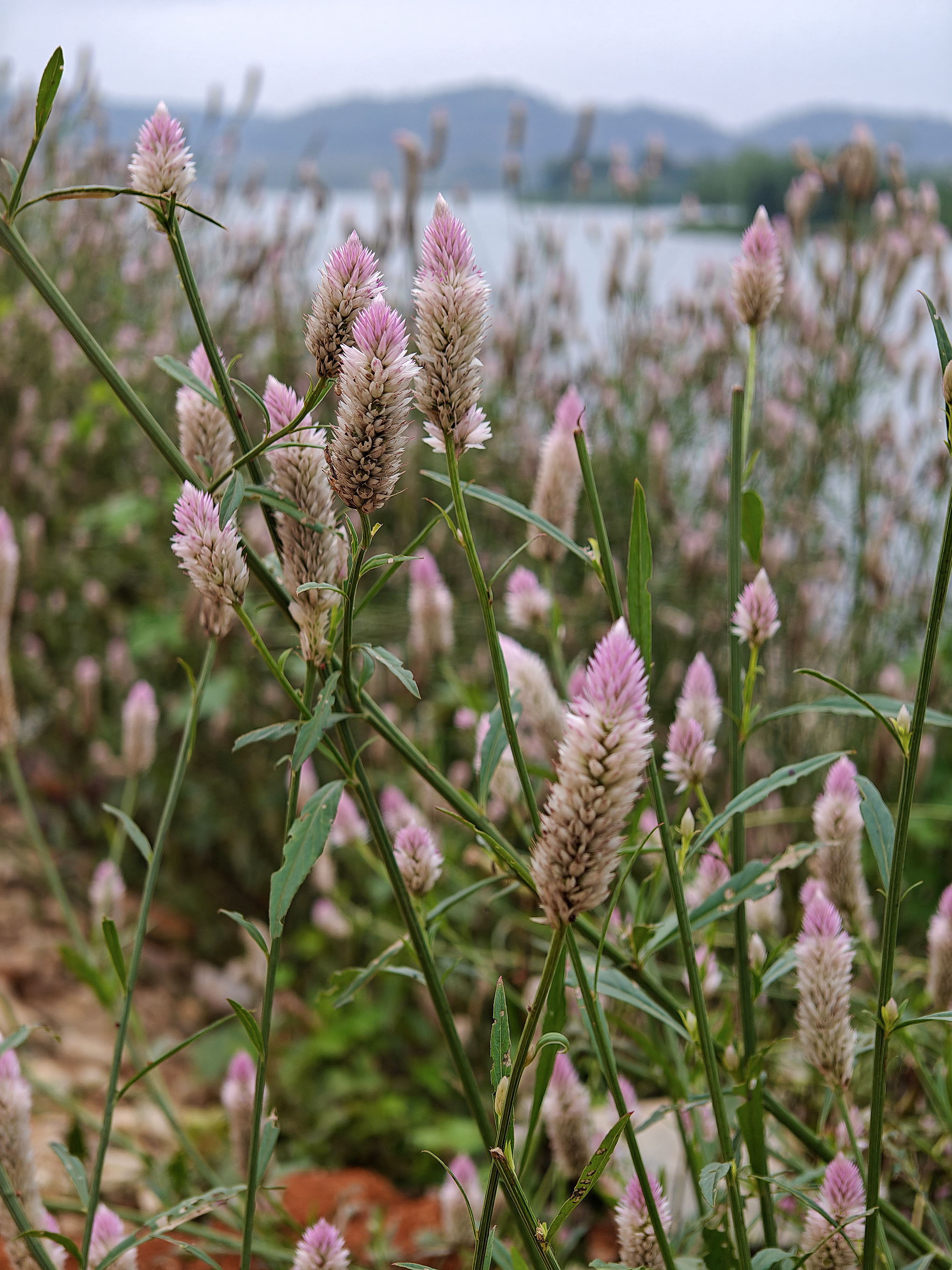 青葙别名