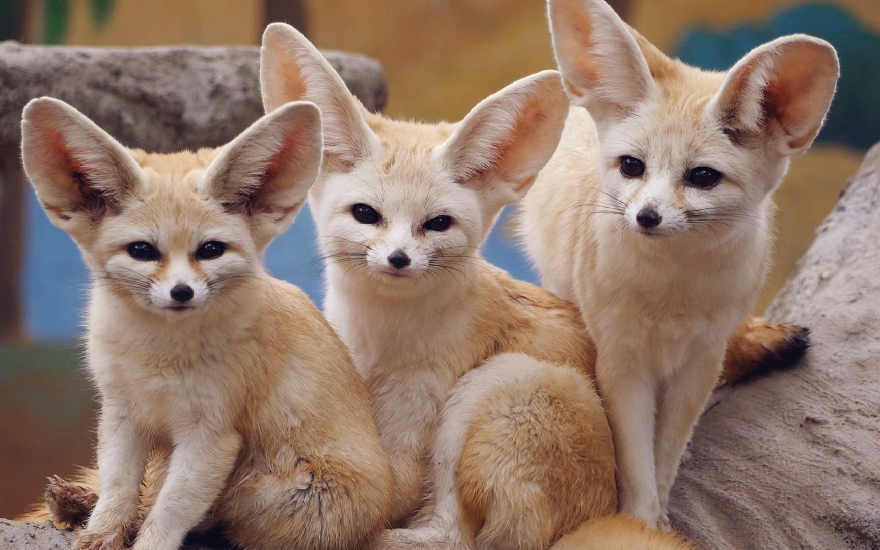 耳郭狐是世界上最小的狐狸,又叫沙漠之狐,生活在炎热