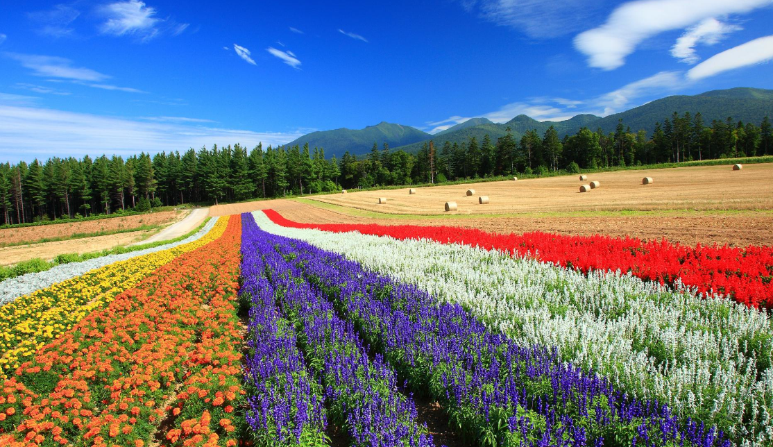 " 这是我第三次来北海道,但第一次在盛夏与富良野花田相遇