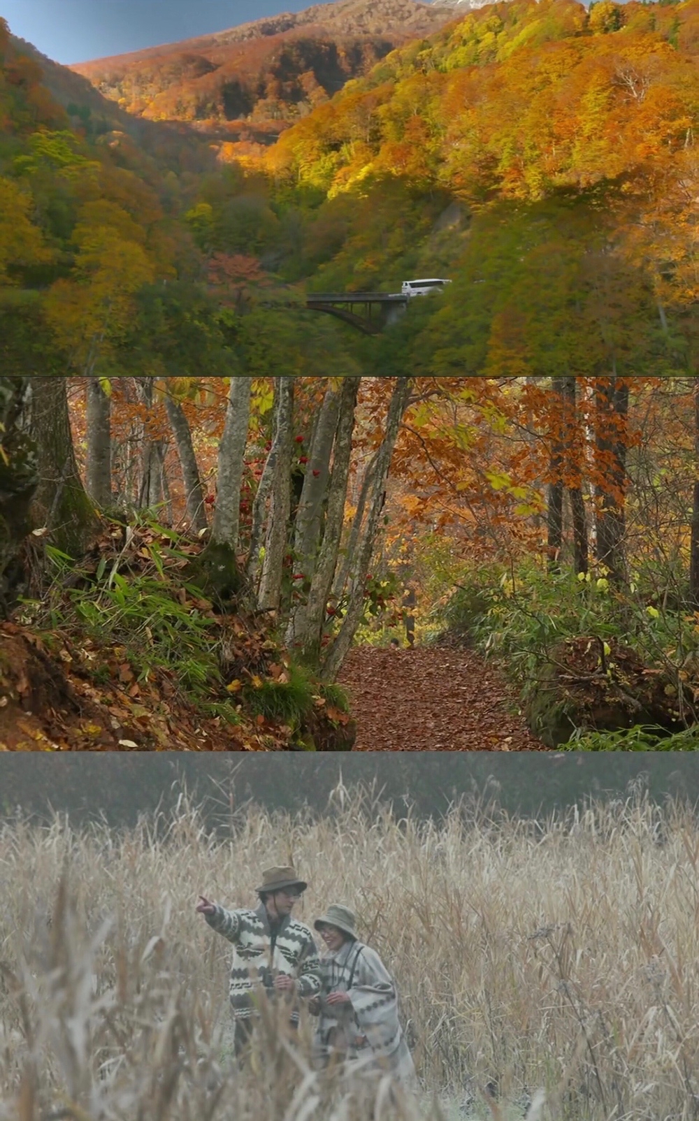 分享几部适合秋天看的电影,唯美治愈,充满诗意与哲思