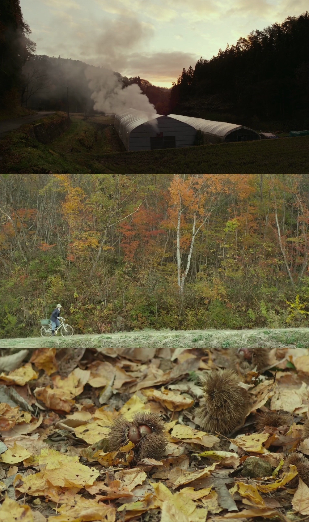 分享几部适合秋天看的电影,唯美治愈,充满诗意与哲思