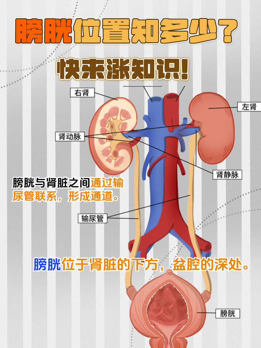 膀胱膀胱位置膀胱在人体的哪个部位男性膀胱的位置图片膀胱图片位置图