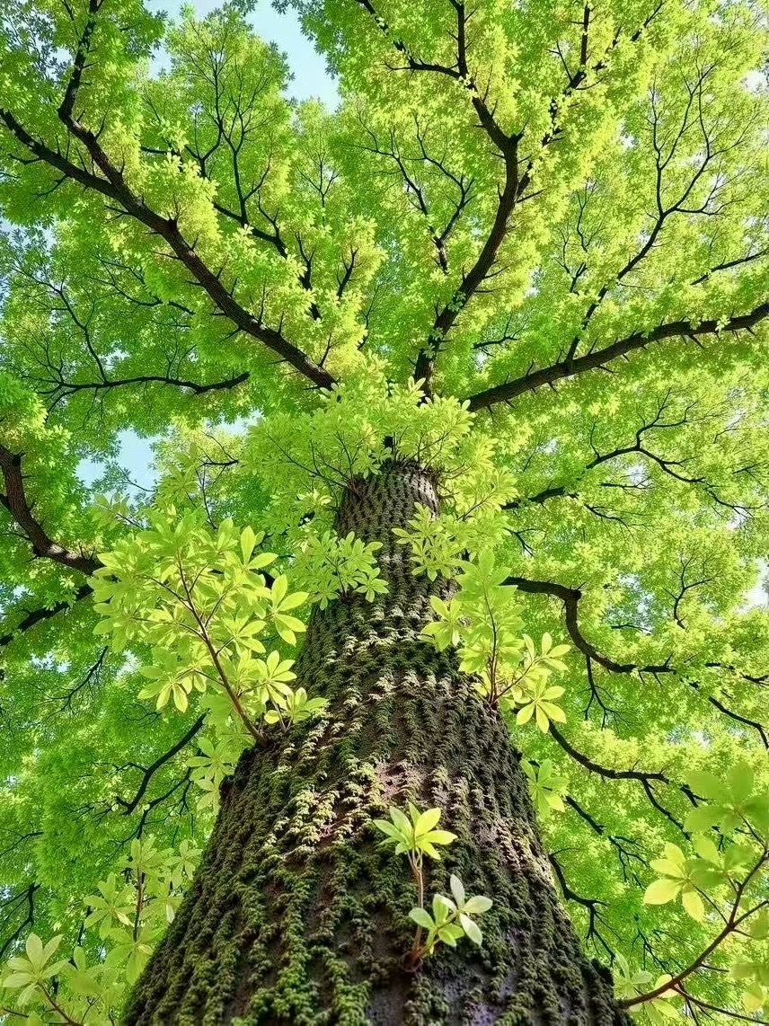 跨平台布局的立体化运营模式,打破了传统视频营销的时空钉子树的图片