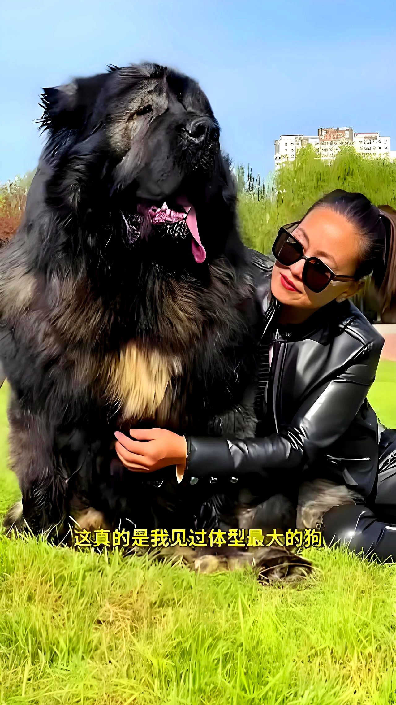 我有个女同学,和巨型犬之间有点故事