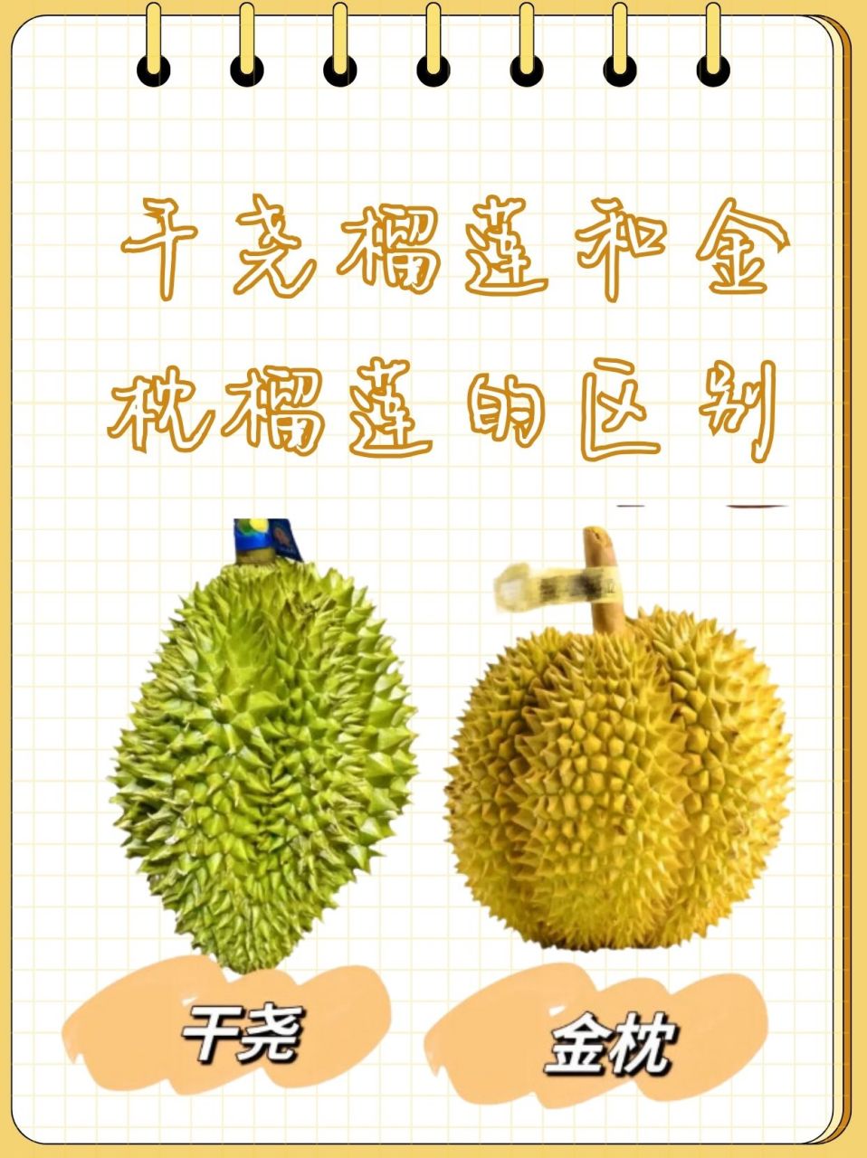 干尧榴莲和金枕榴莲的区别  去超市买榴莲,发现有干尧和金枕两种.