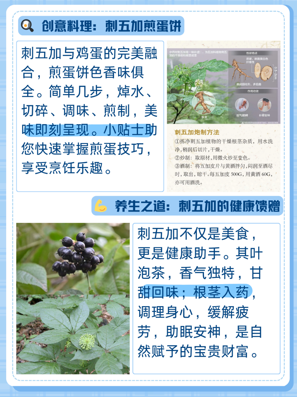刺五加怎么吃最佳做法  宝藏95野菜刺五加,竟有意想不到的功效!