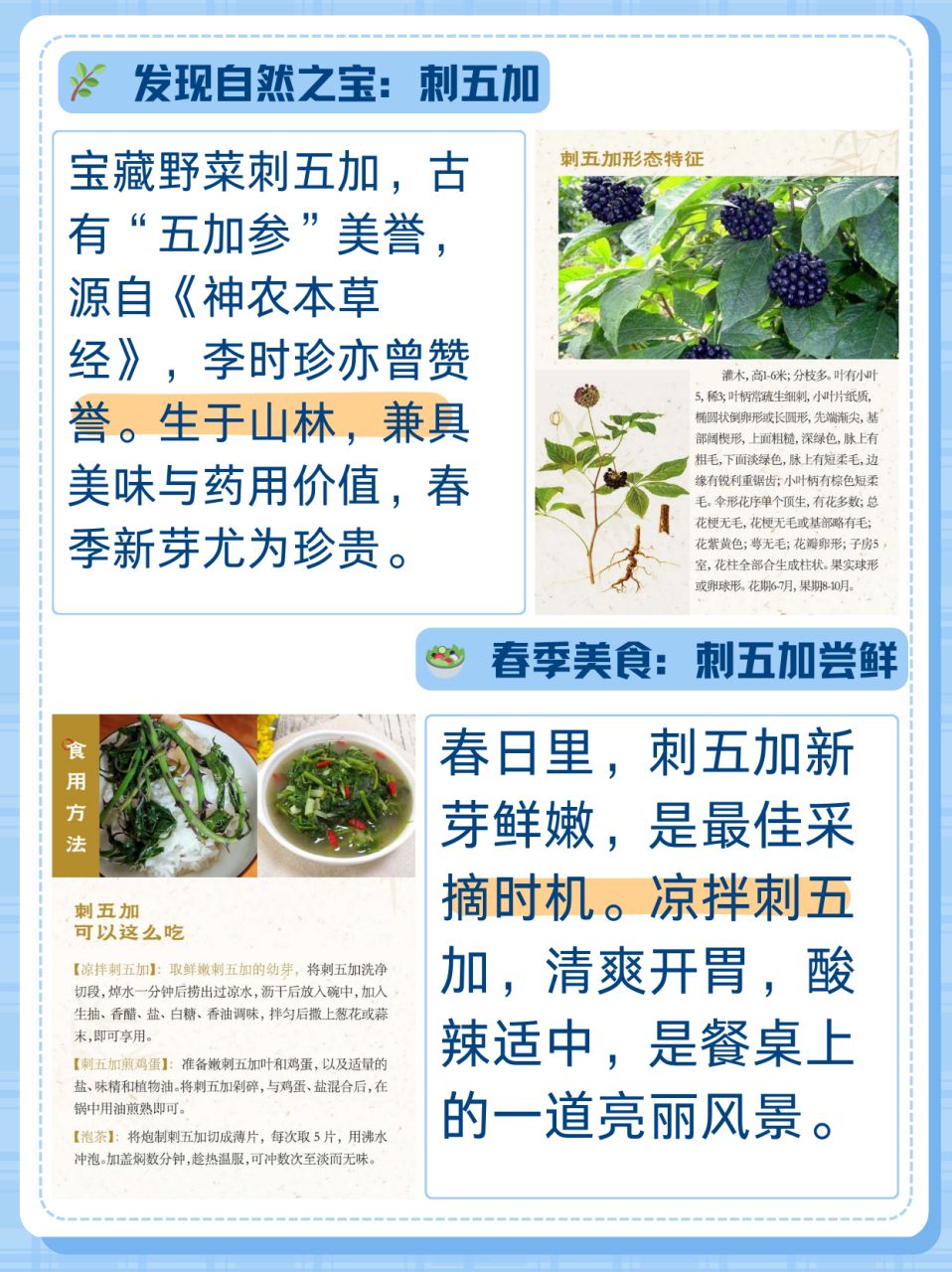 刺五加怎么吃最佳做法  宝藏95野菜刺五加,竟有意想不到的功效!