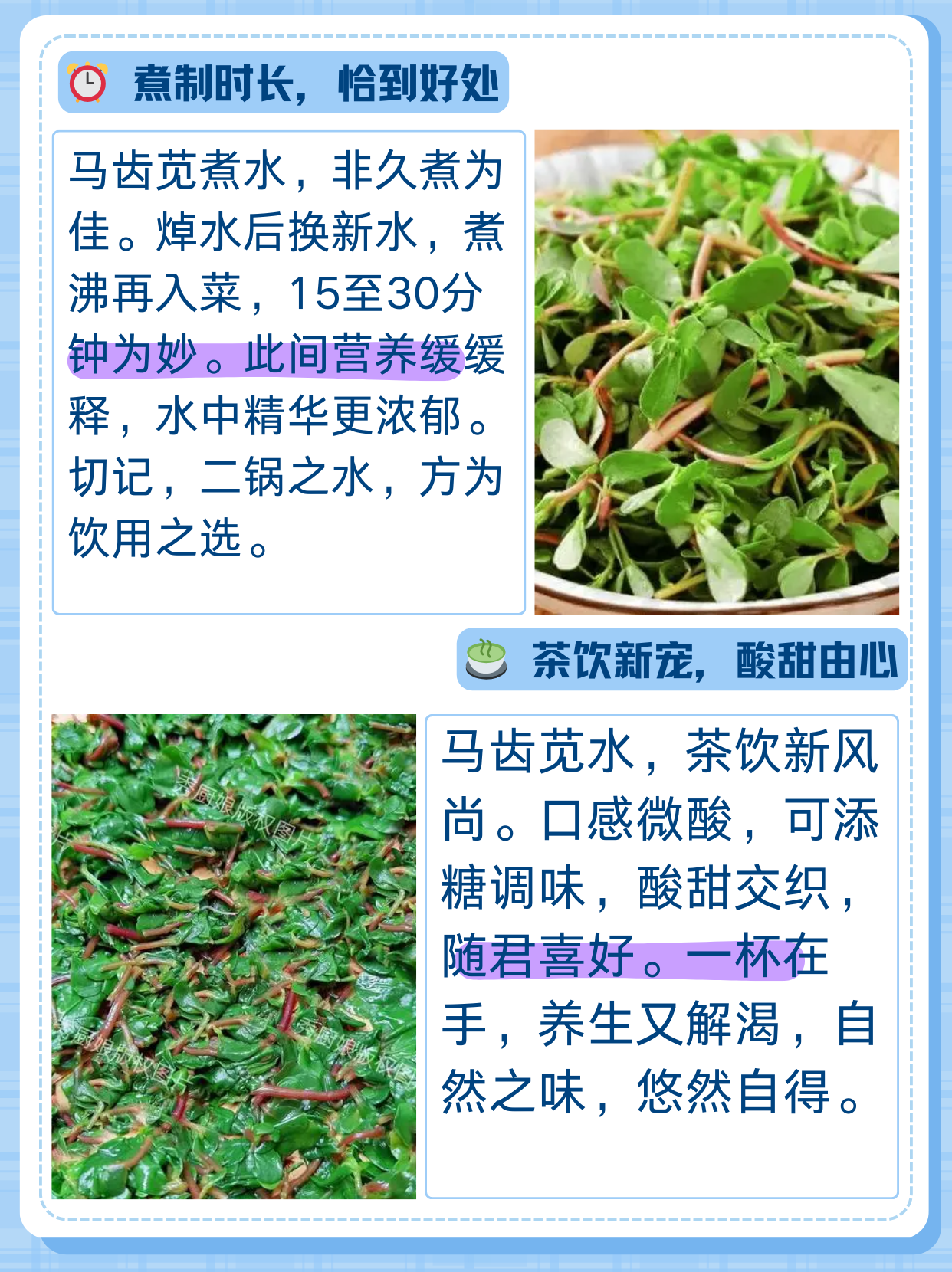 新鲜马齿苋需要过一遍开水!