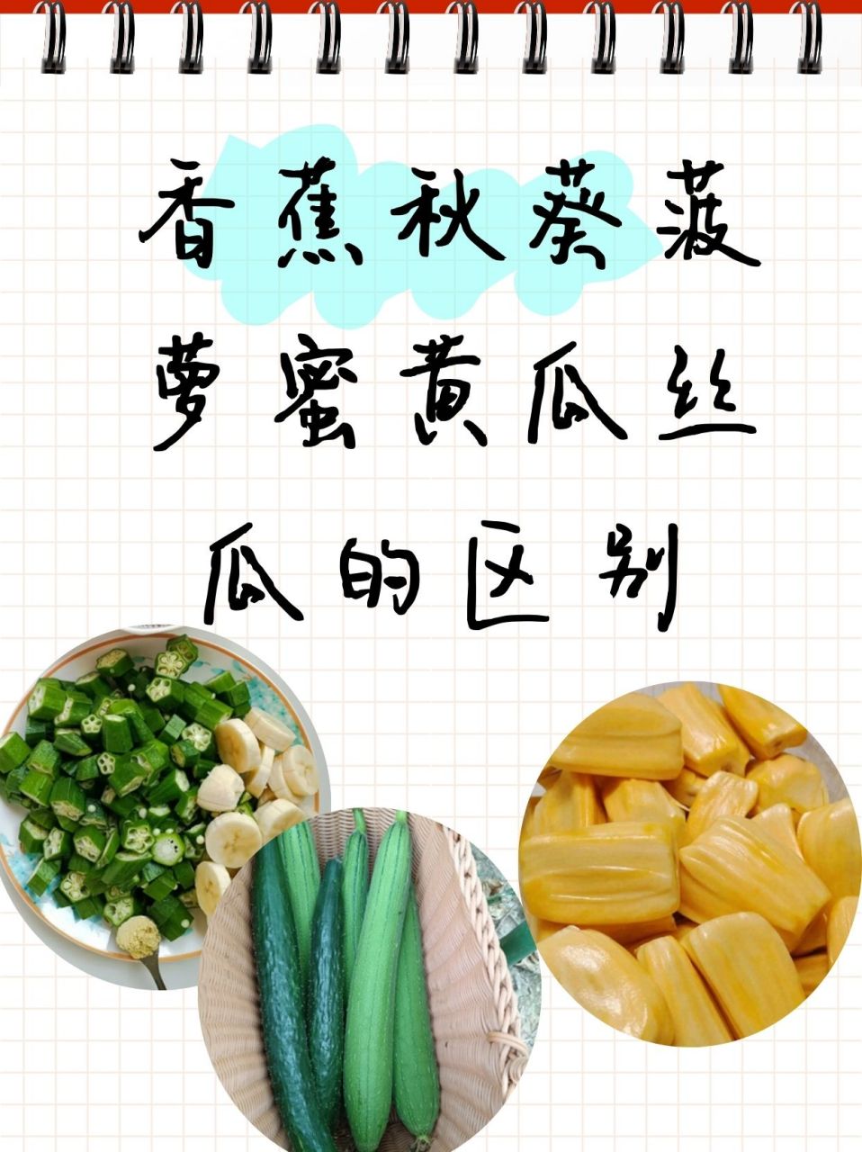 香蕉秋葵菠萝蜜黄瓜丝瓜的区别  91一,植物界的家族树 94香蕉君